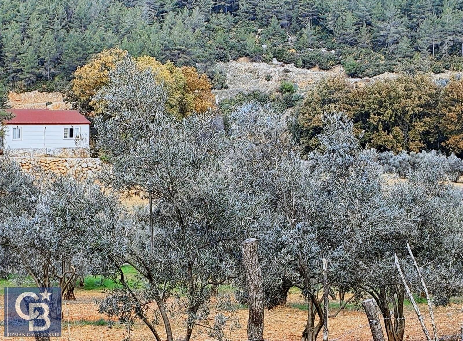 Muğla Menteşe Yenicede Kadastral Yola Tam Temaslı Çam Korusu - Görsel 3
