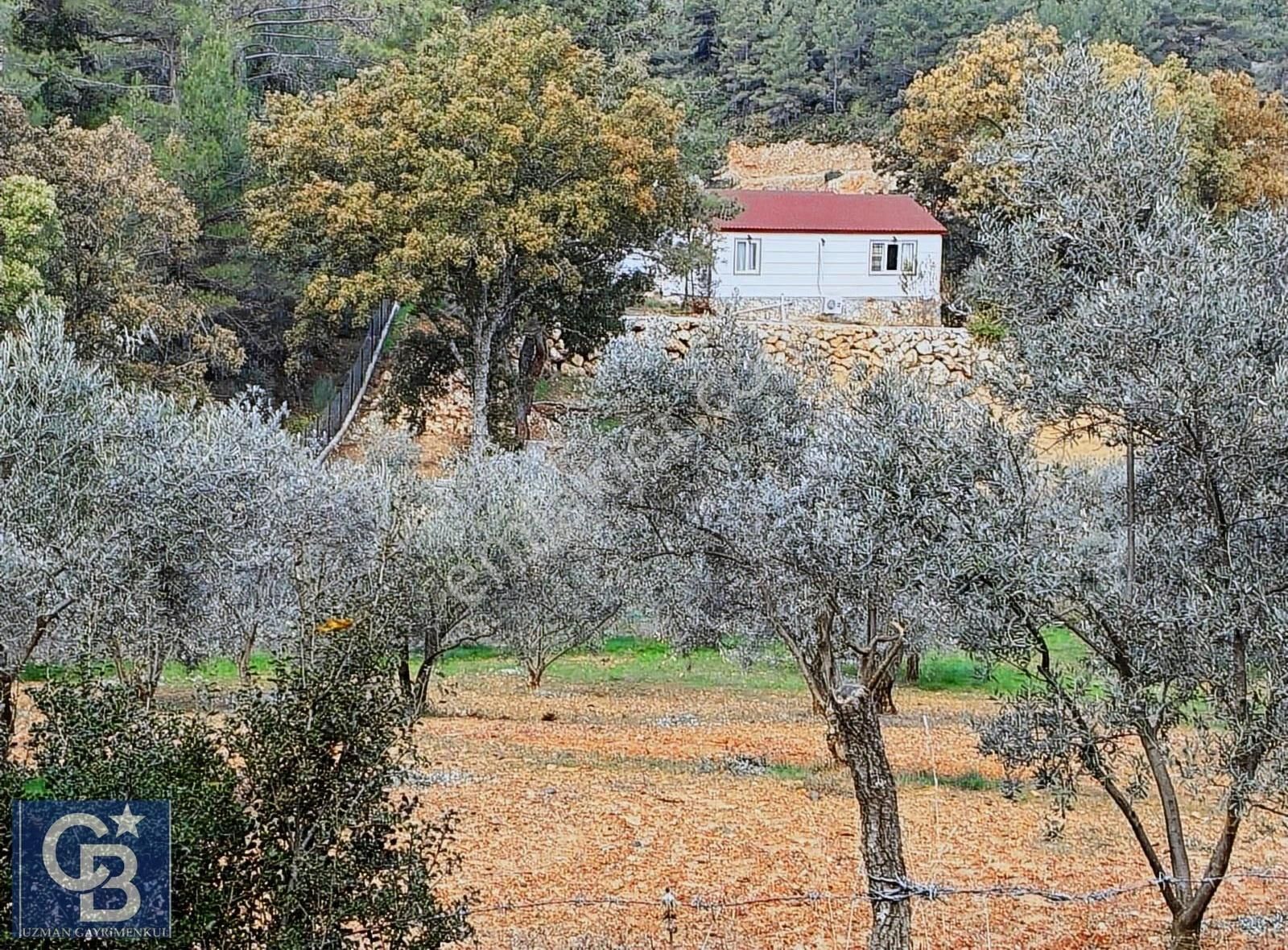 Muğla Menteşe Yenicede Kadastral Yola Tam Temaslı Çam Korusu - Görsel 9
