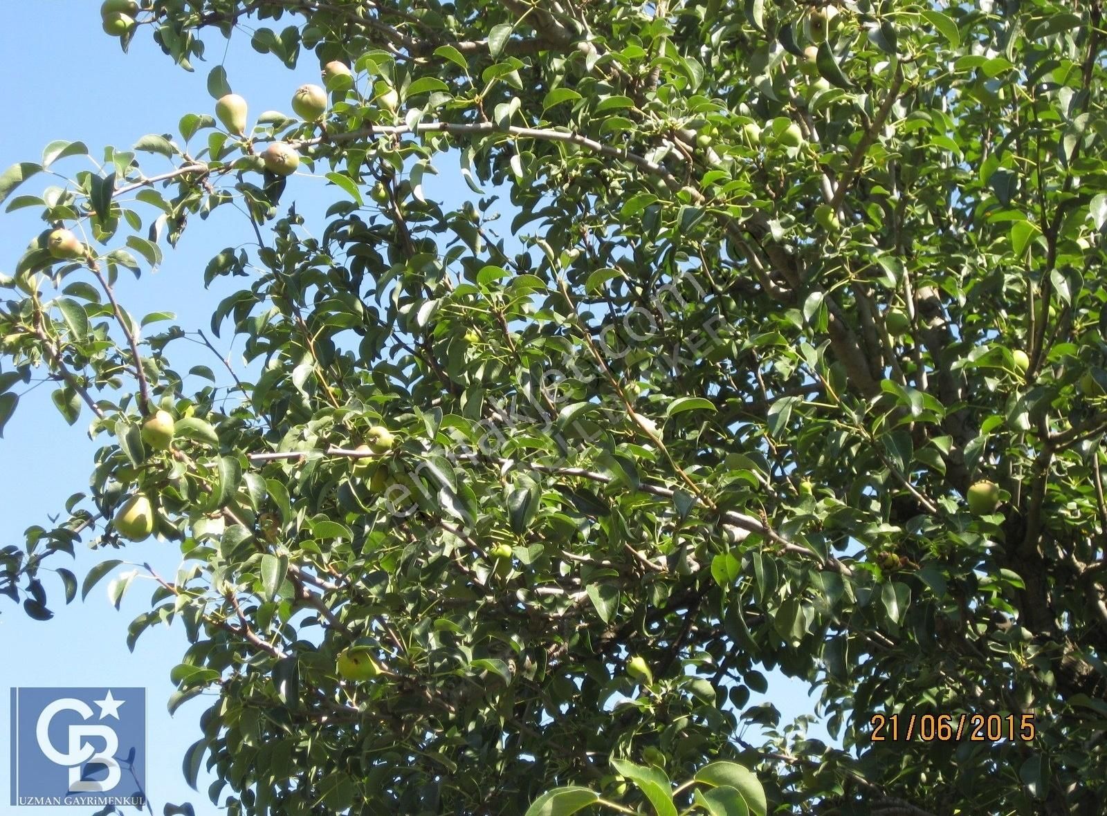 Menteşe Çaybükü'nde Muhteşem Arazi Ve Evleri Ltf Açklmy Okuyun. - Görsel 22