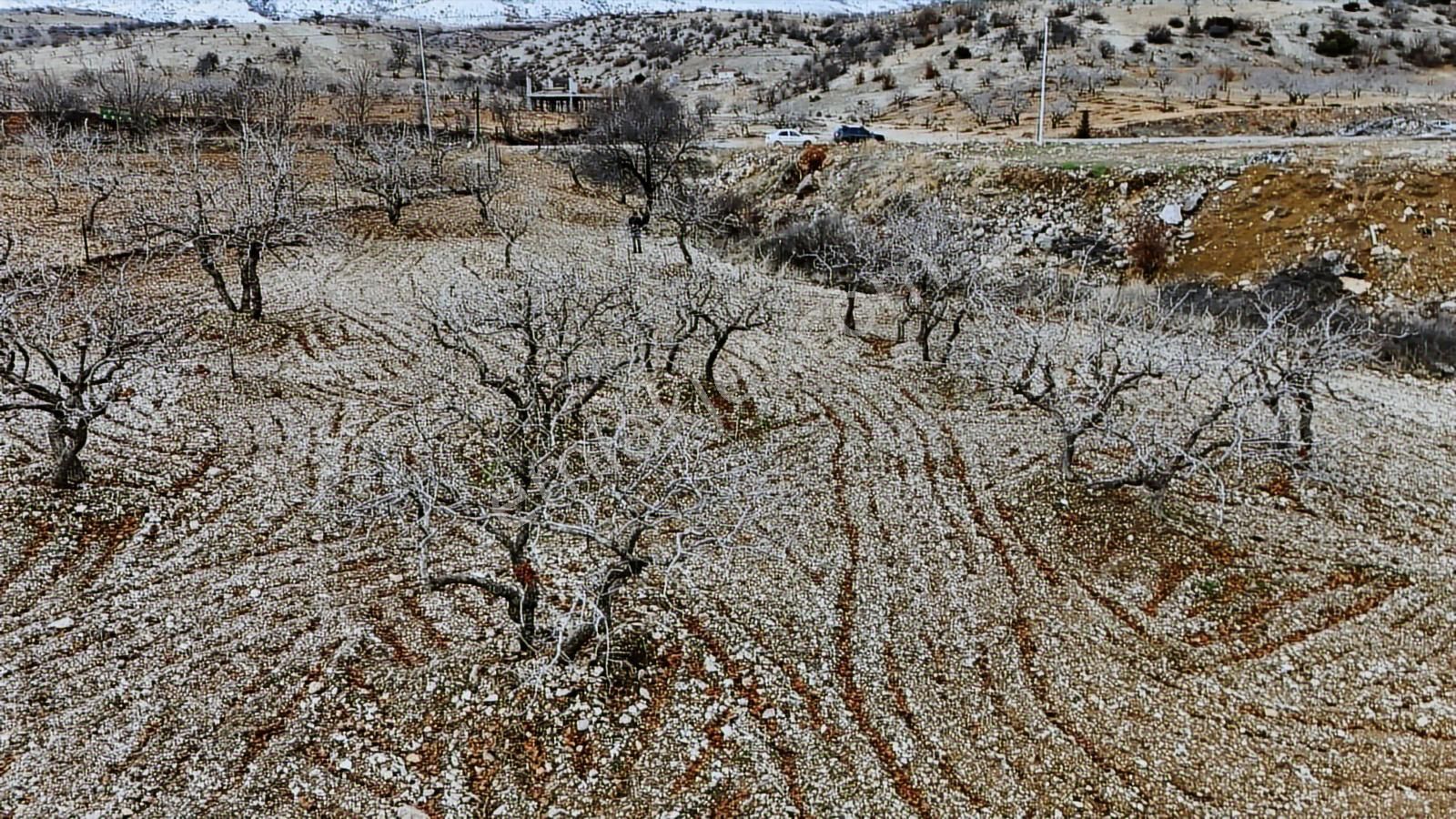 Hakev'den Burunçayır Köyünde'de Fıstık Bahçesi Satılıktır - Görsel 14