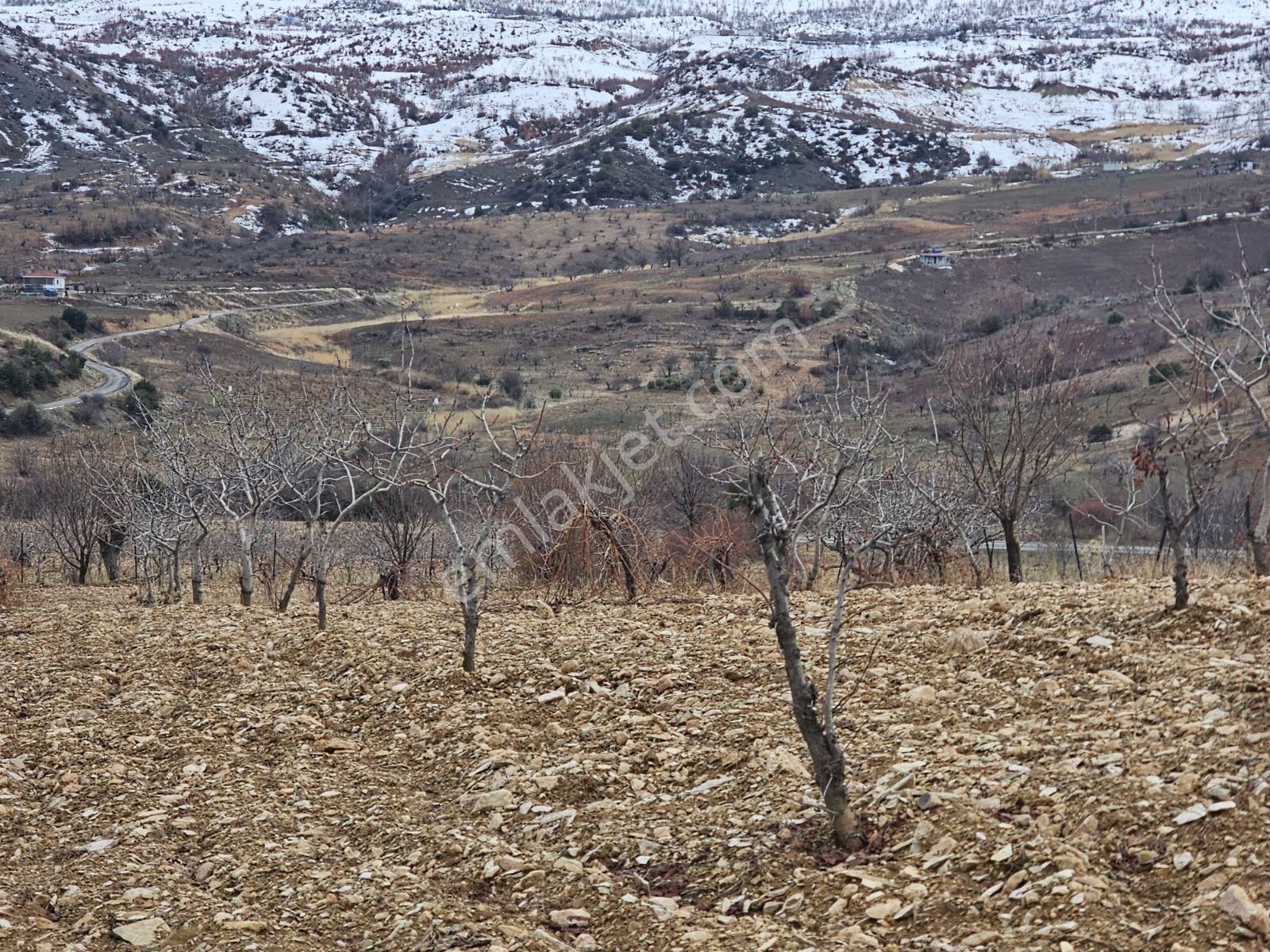 Hakev'den Burunçayır Köyünde'de Fıstık Bahçesi Satılıktır - Görsel 18