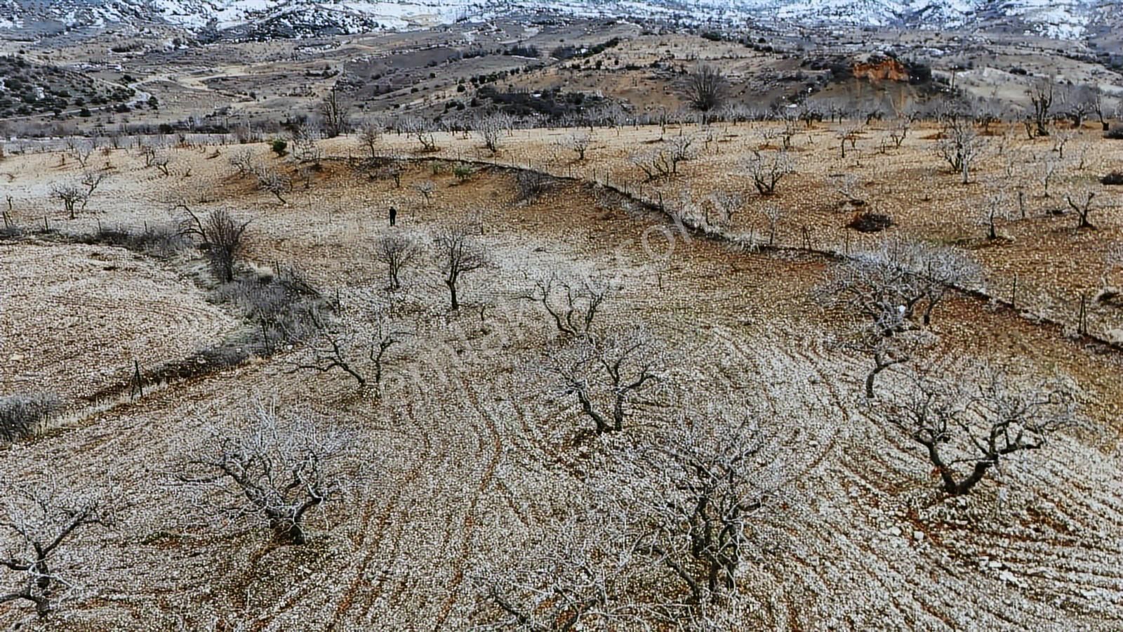 Hakev'den Burunçayır Köyünde'de Fıstık Bahçesi Satılıktır - Görsel 3