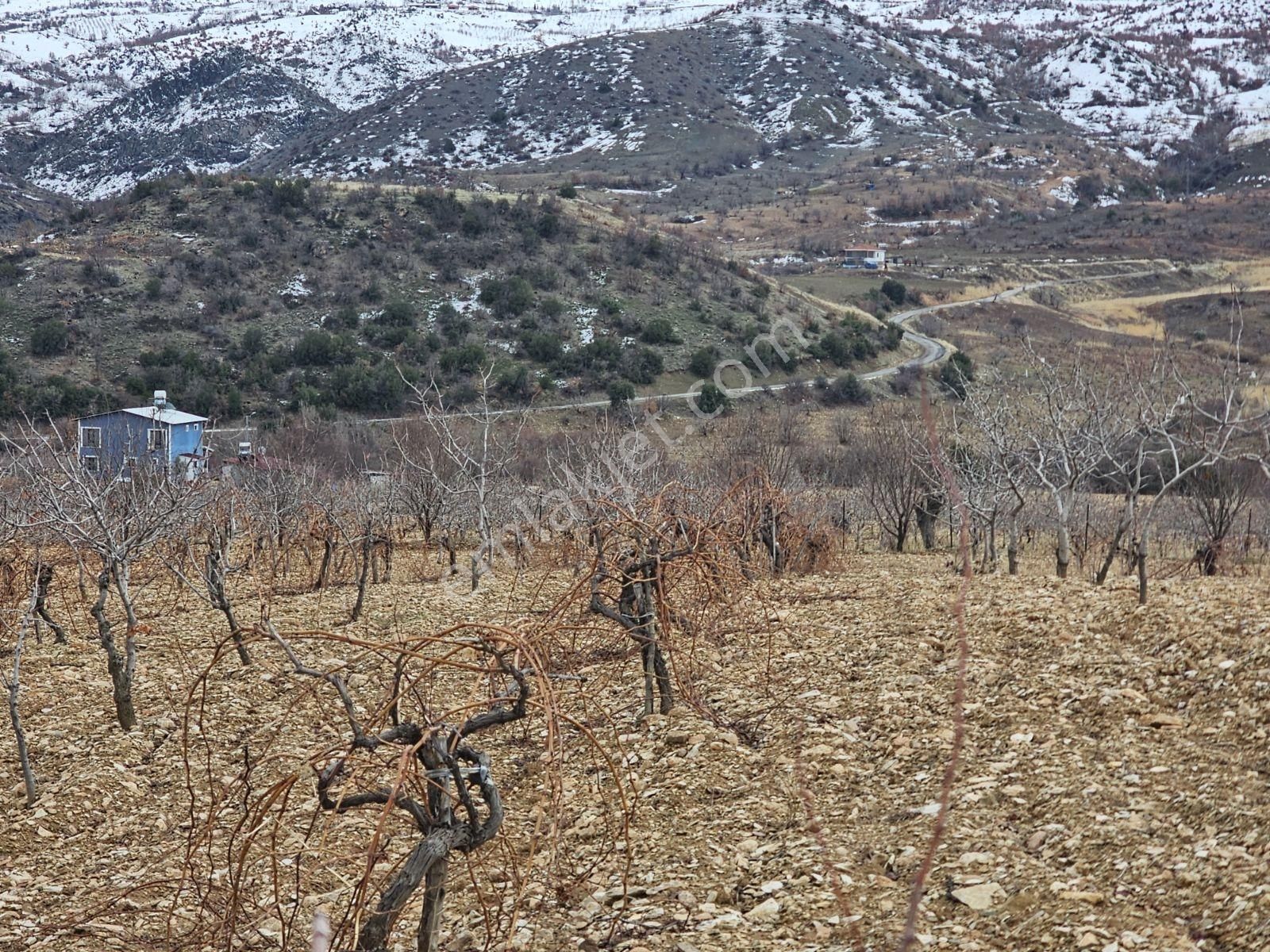 Hakev'den Burunçayır Köyünde'de Fıstık Bahçesi Satılıktır - Görsel 23