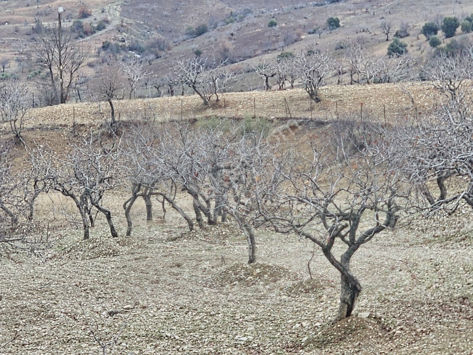 Hakev'den Burunçayır Köyünde'de Fıstık Bahçesi Satılıktır