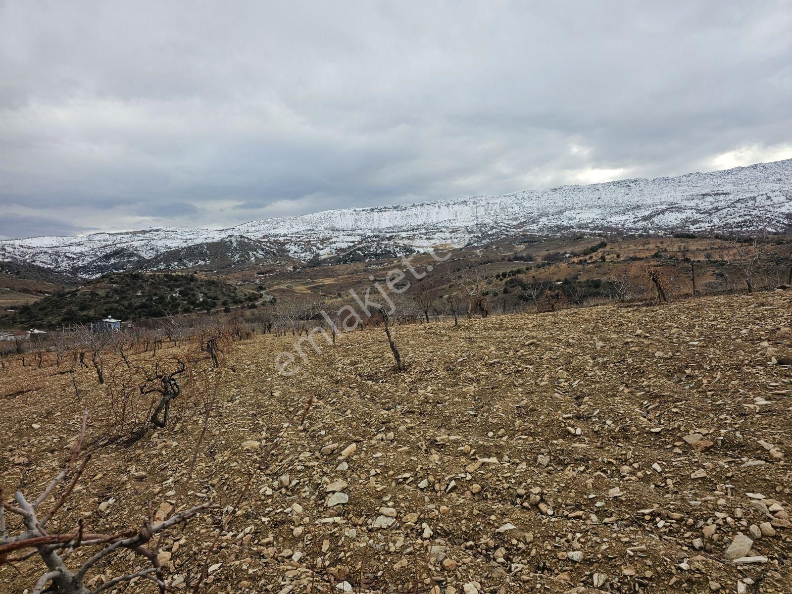 Hakev'den Burunçayır Köyünde'de Fıstık Bahçesi Satılıktır - Görsel 24