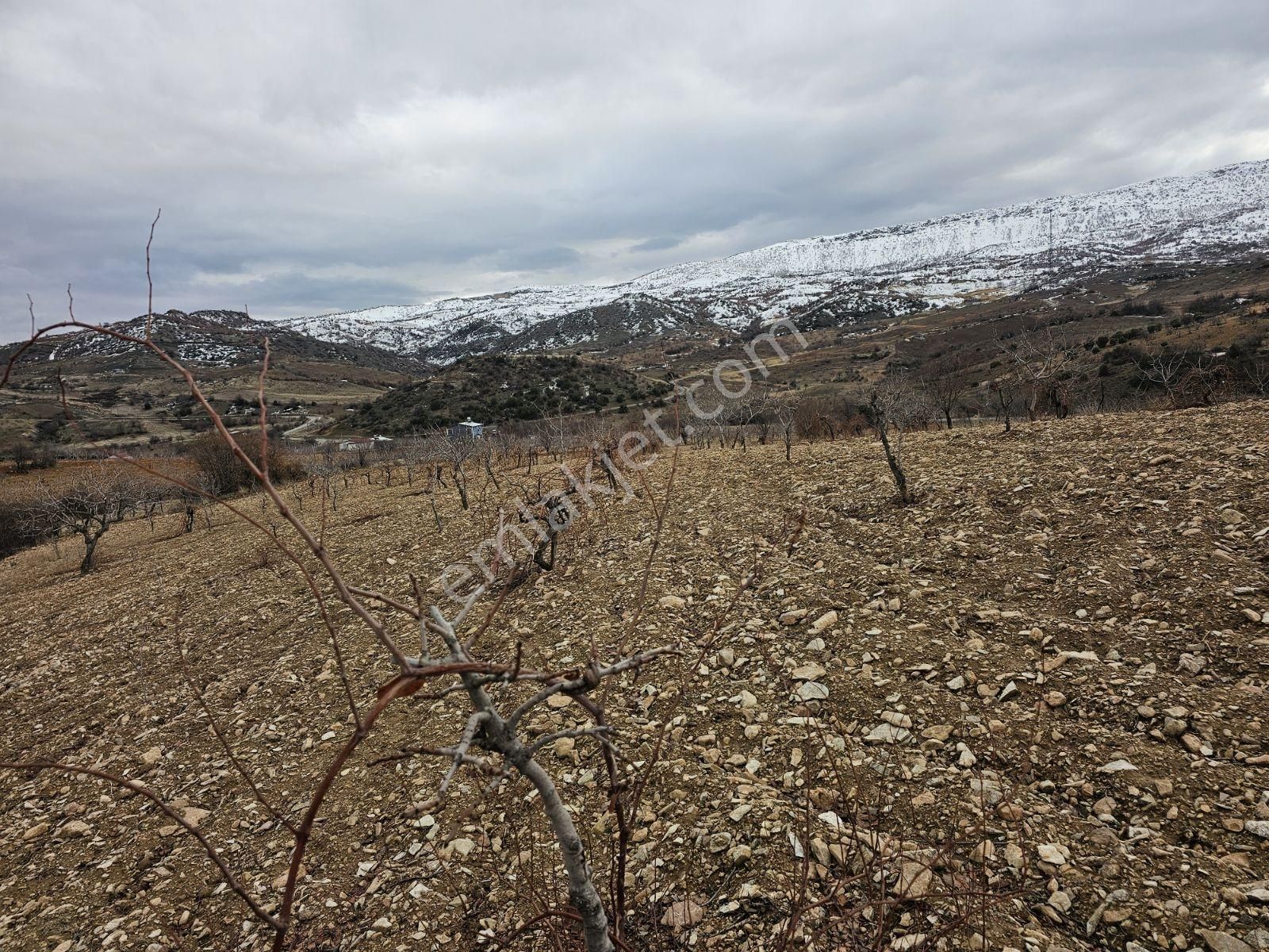 Hakev'den Burunçayır Köyünde'de Fıstık Bahçesi Satılıktır - Görsel 19