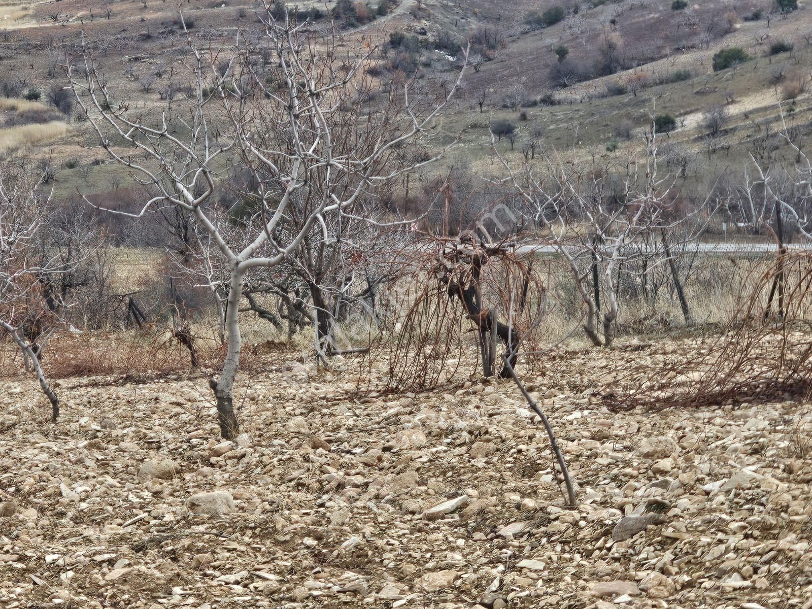 Hakev'den Burunçayır Köyünde'de Fıstık Bahçesi Satılıktır - Görsel 31