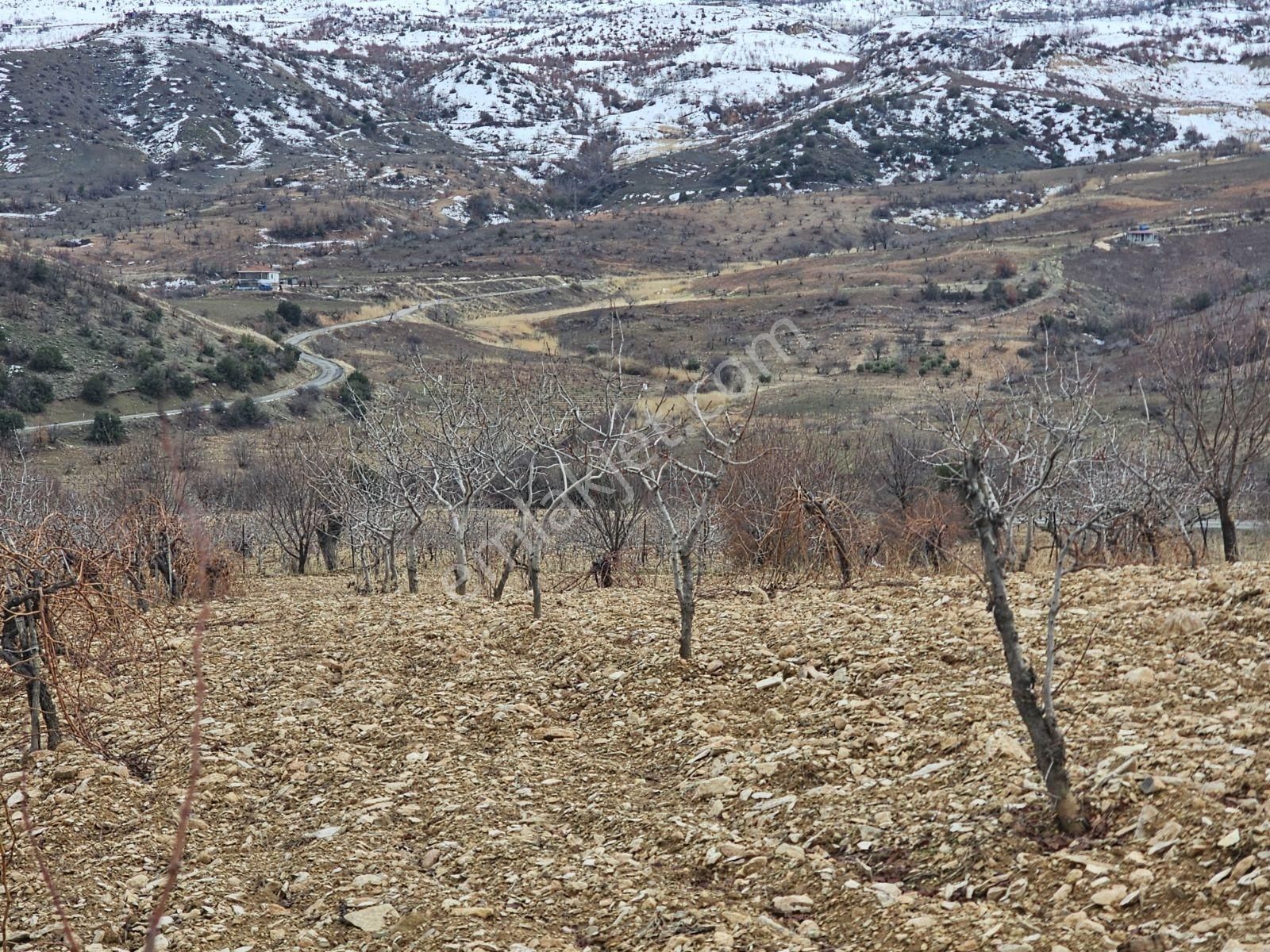 Hakev'den Burunçayır Köyünde'de Fıstık Bahçesi Satılıktır - Görsel 17