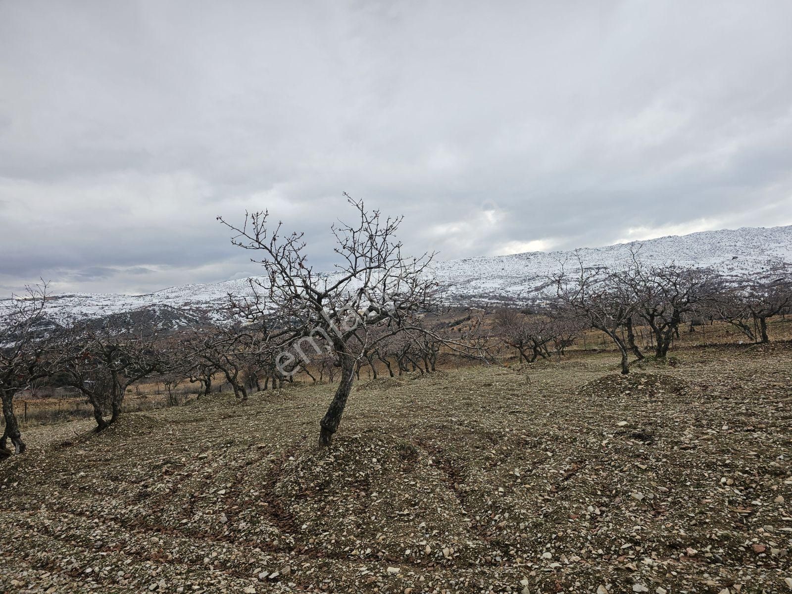 Hakev'den Burunçayır Köyünde'de Fıstık Bahçesi Satılıktır - Görsel 8