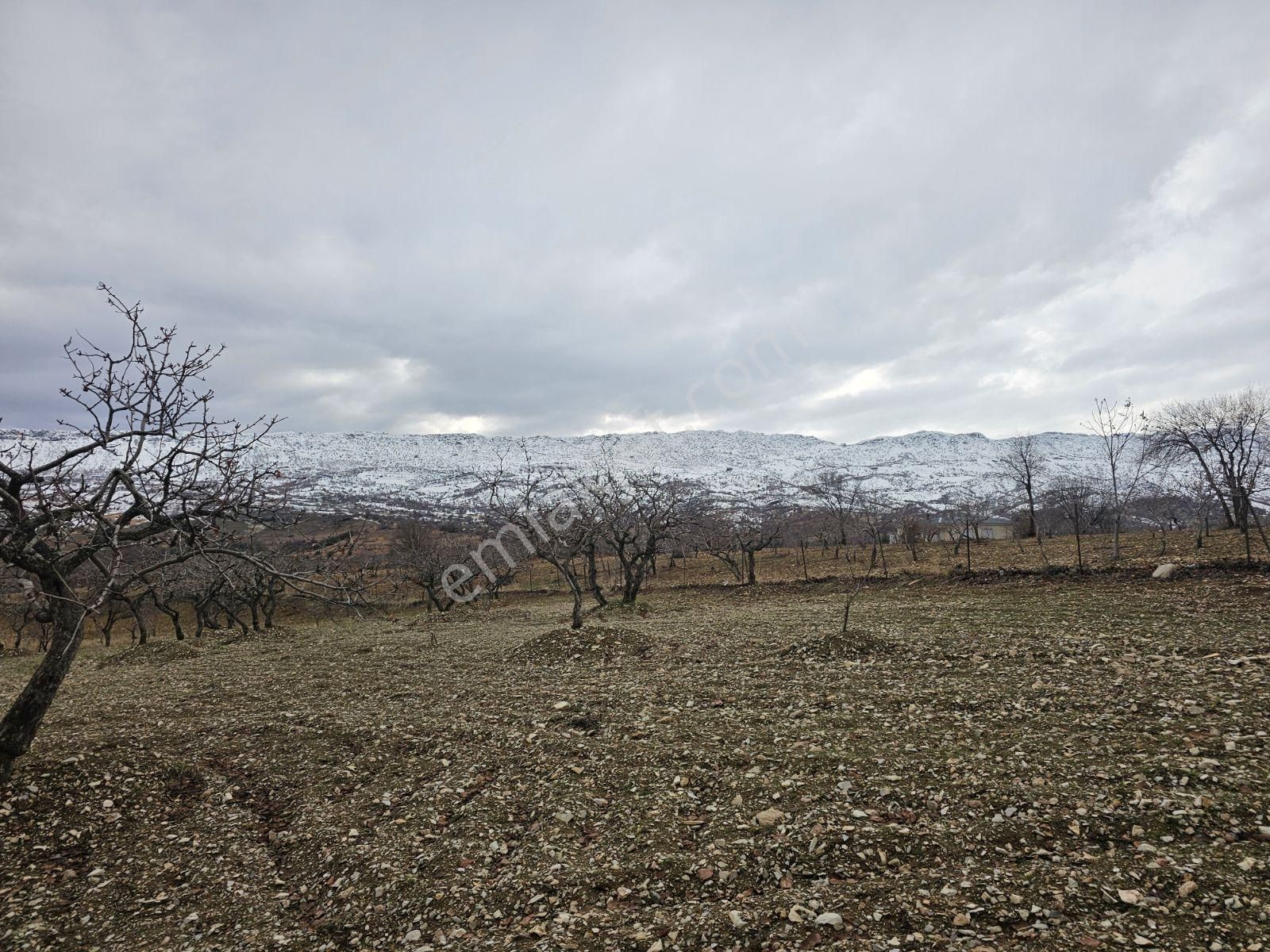Hakev'den Burunçayır Köyünde'de Fıstık Bahçesi Satılıktır - Görsel 7