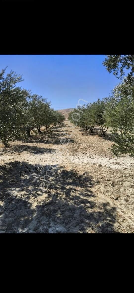 Pamukkale Kara Kovada 28500 Metrekare Arazi İçinde Ciftlik - Görsel 15