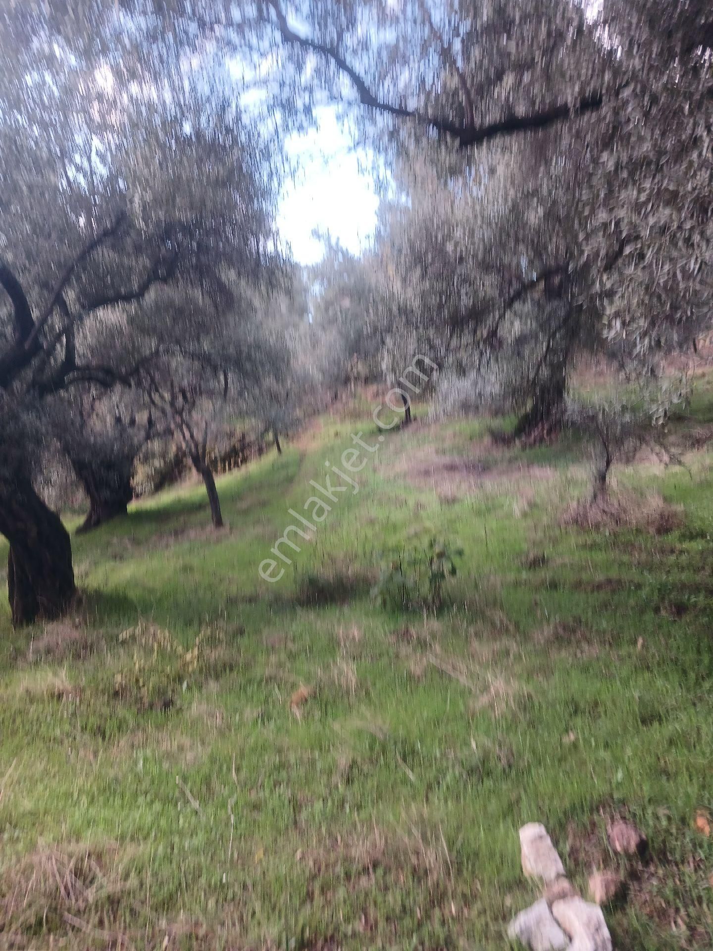 Era'dan Satılık Zeytinlik Aydın Aşağıkayacıkta - Görsel 4