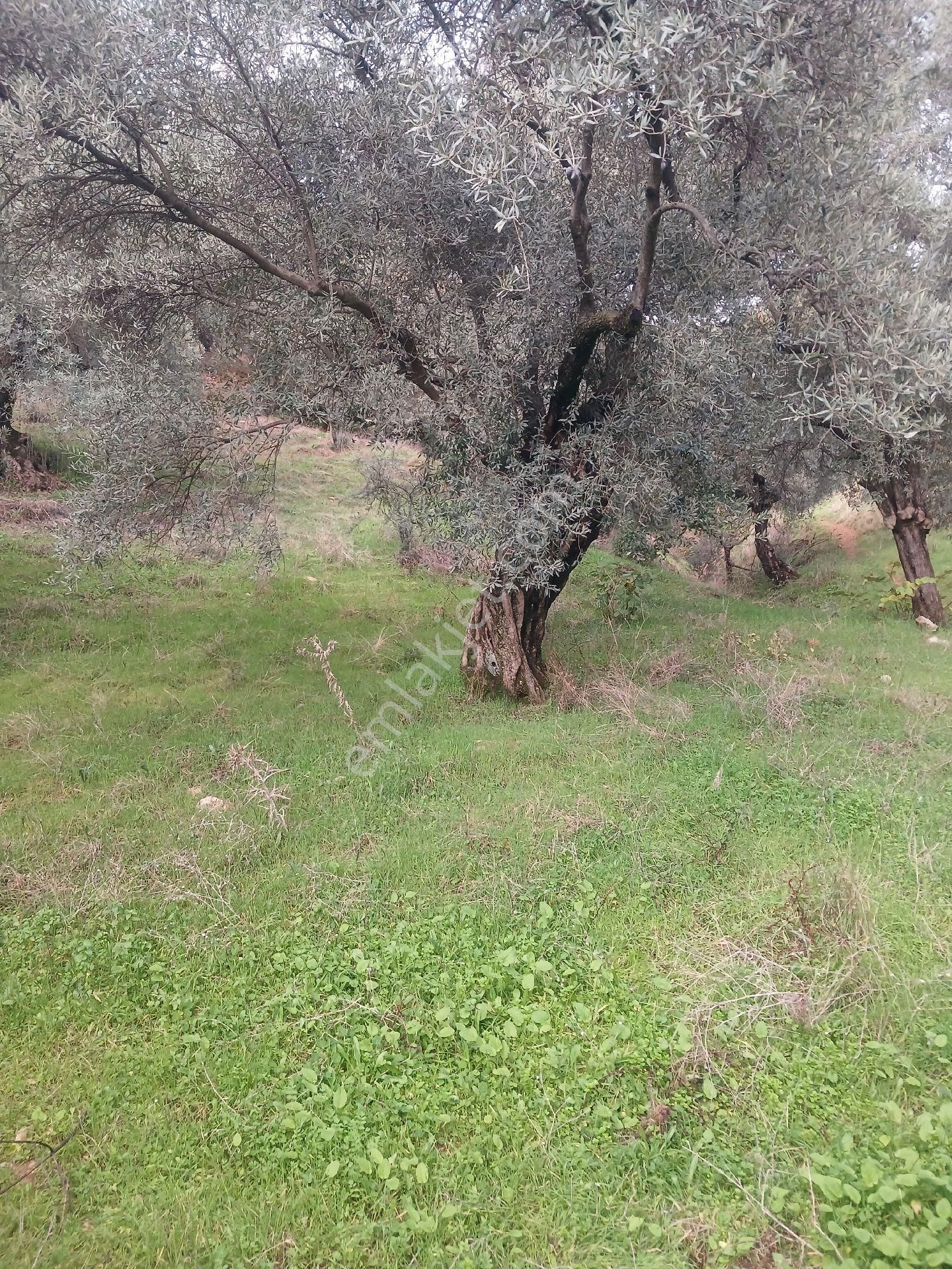 Era'dan Satılık Zeytinlik Aydın Aşağıkayacıkta - Görsel 11