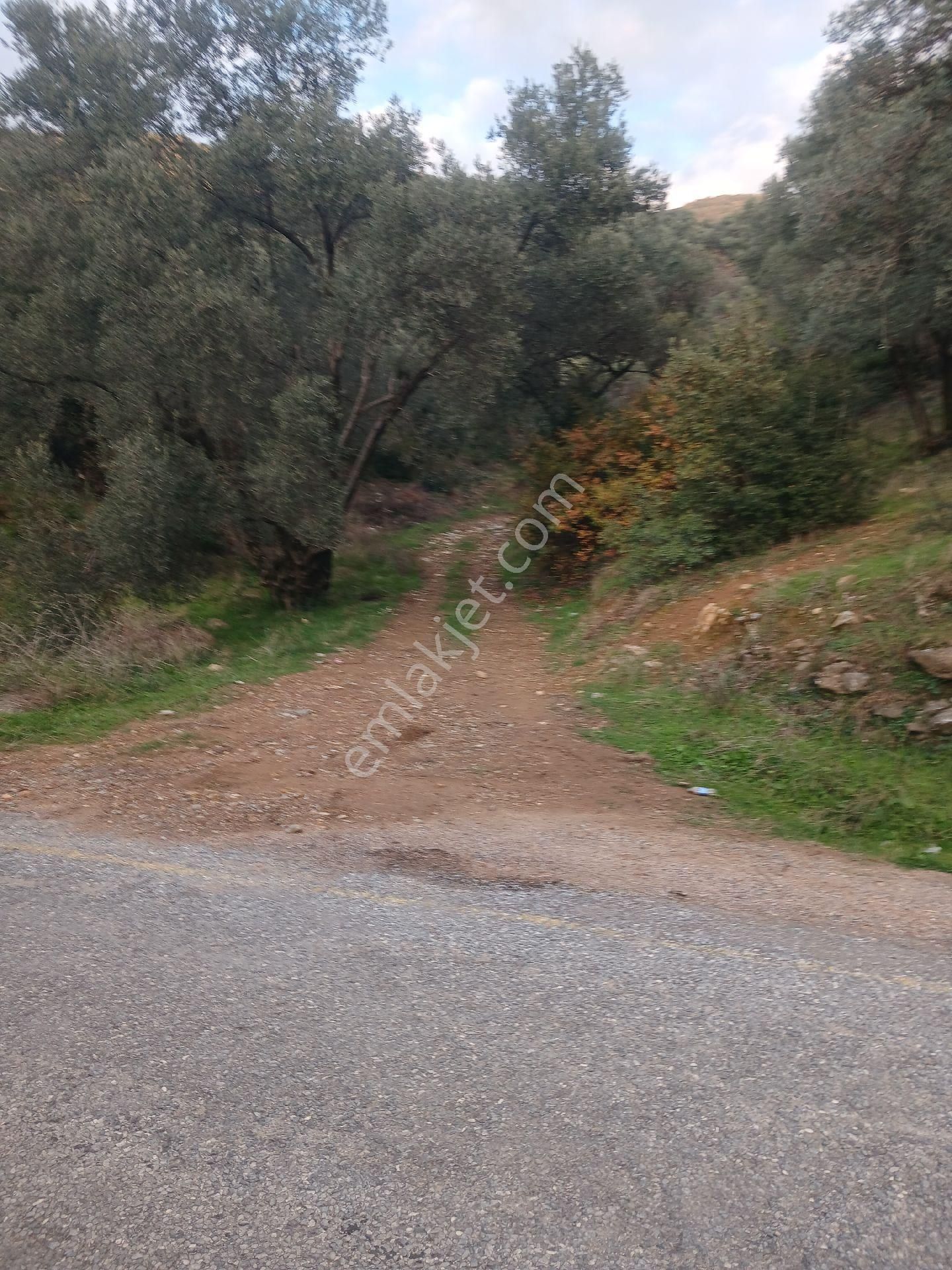 Era'dan Satılık Zeytinlik Aydın Aşağıkayacıkta