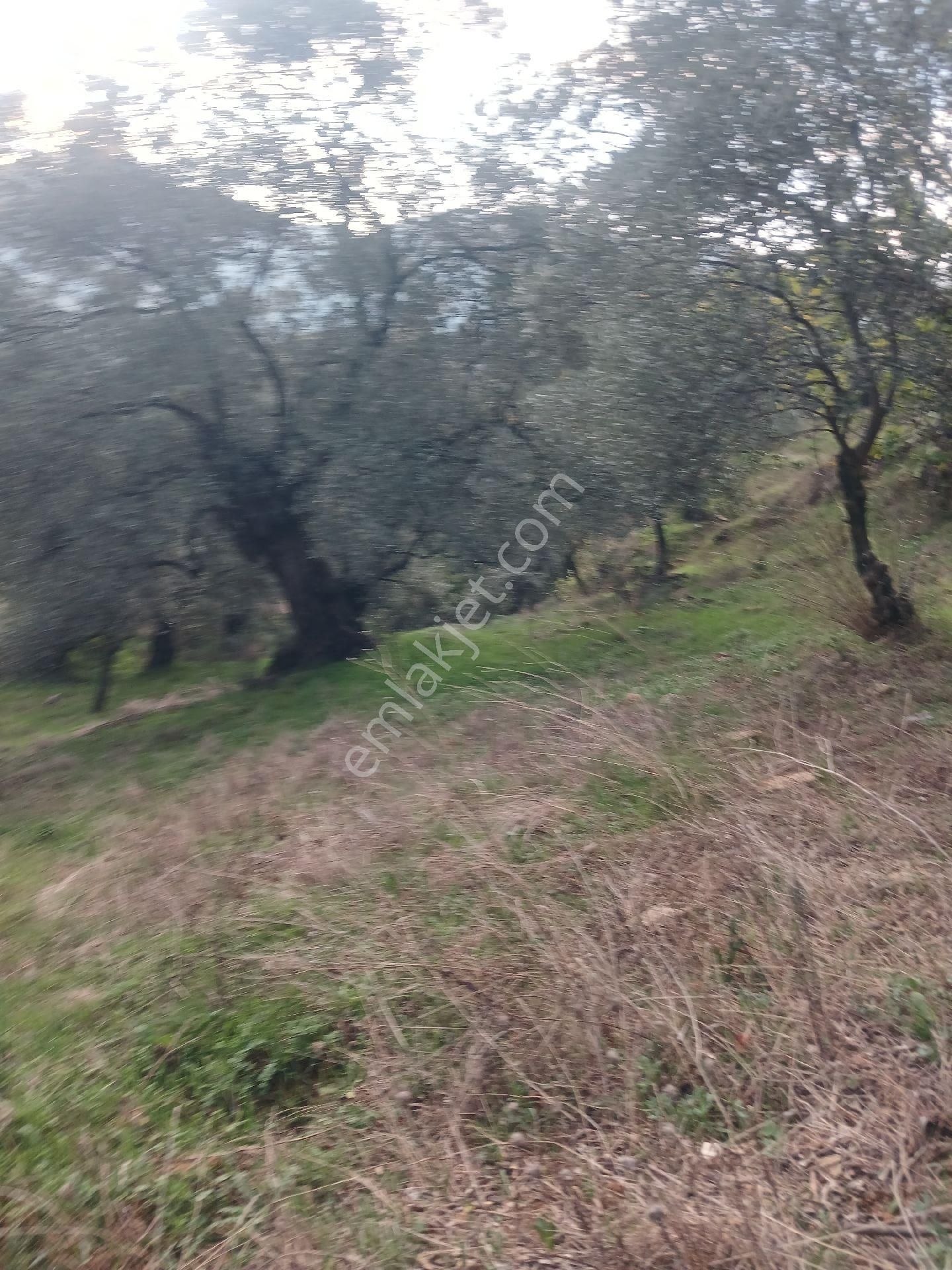 Era'dan Satılık Zeytinlik Aydın Aşağıkayacıkta - Görsel 9