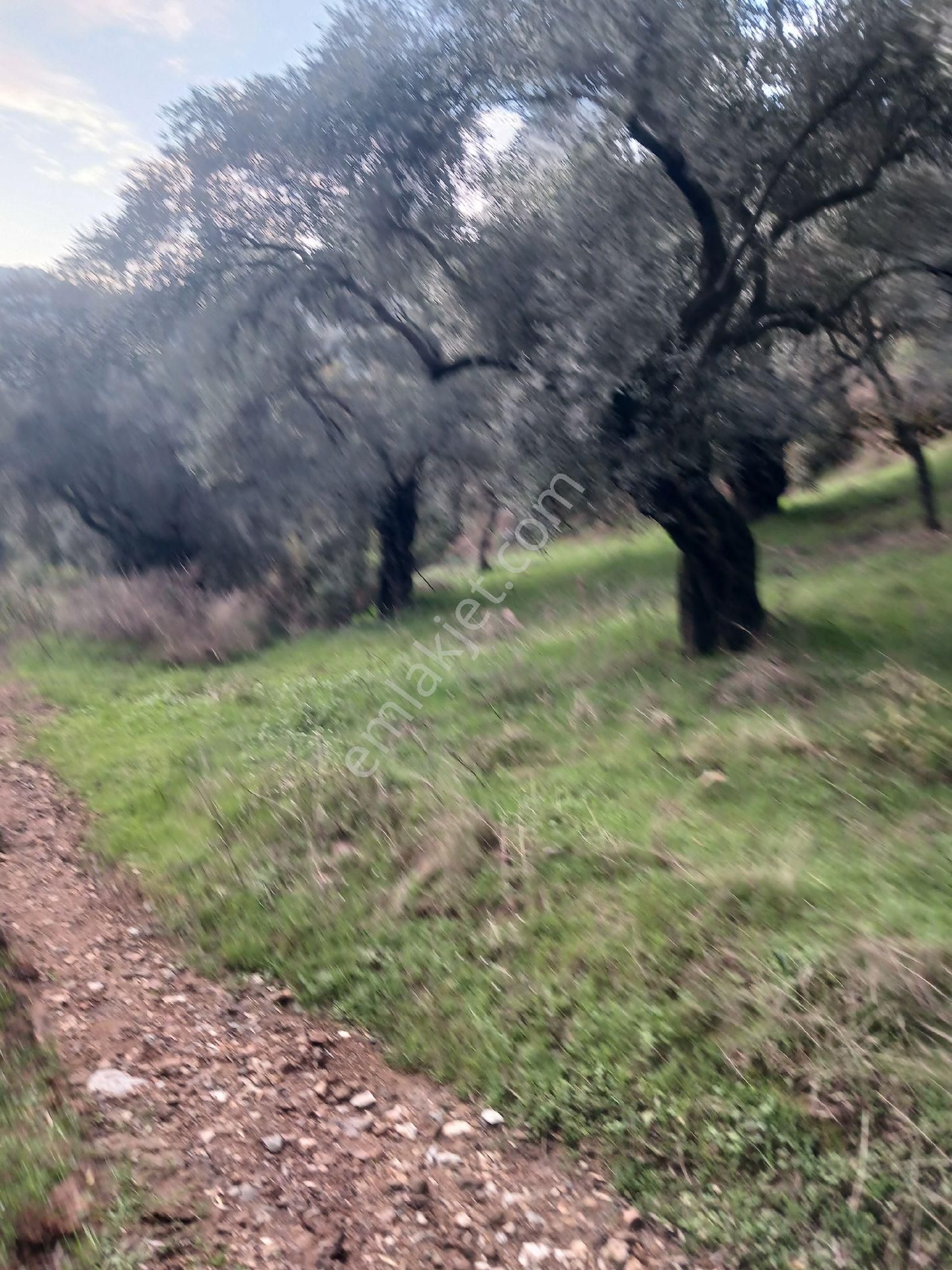 Era'dan Satılık Zeytinlik Aydın Aşağıkayacıkta - Görsel 3
