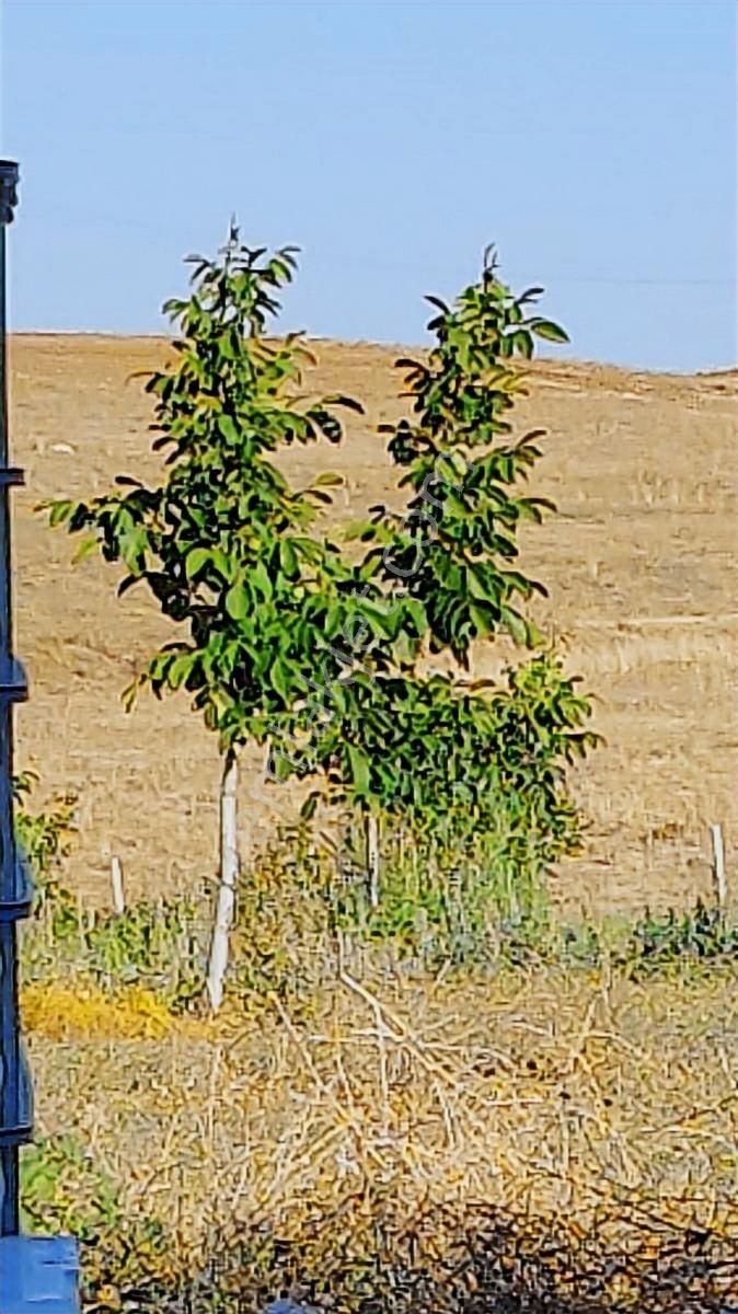 Nokta Emlakta Dönümü 225.000 Tl'ye Yola Sıfır Ceviz Bahçesi - Görsel 14