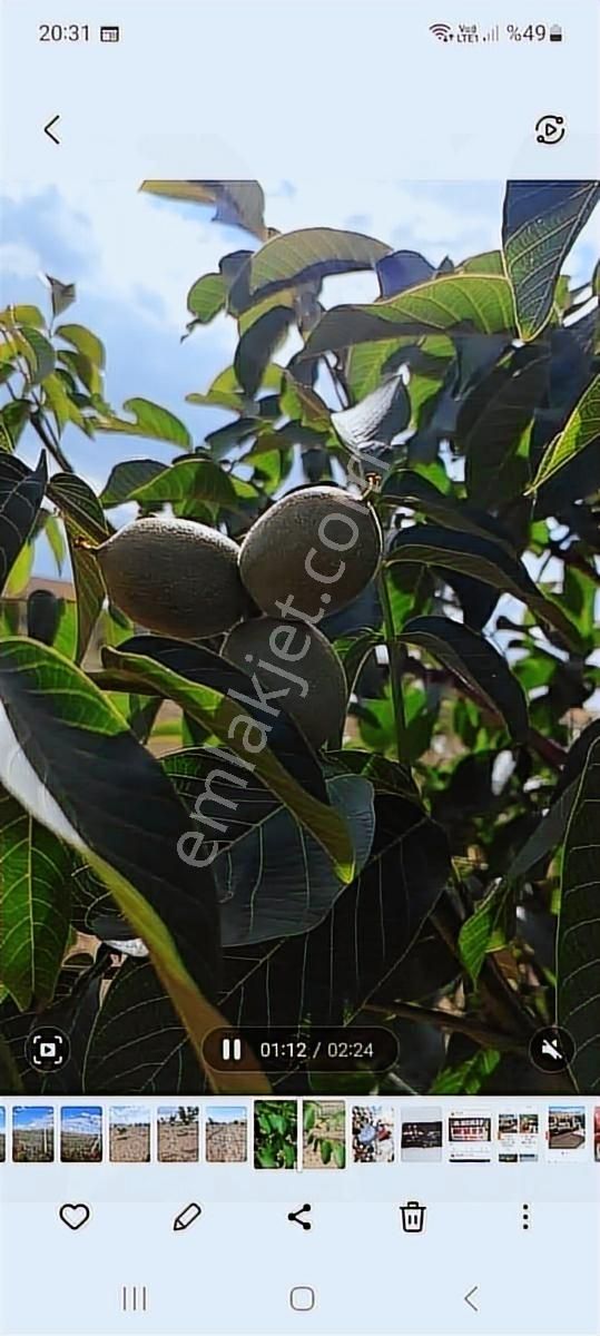 Nokta Emlakta Dönümü 225.000 Tl'ye Yola Sıfır Ceviz Bahçesi - Görsel 15