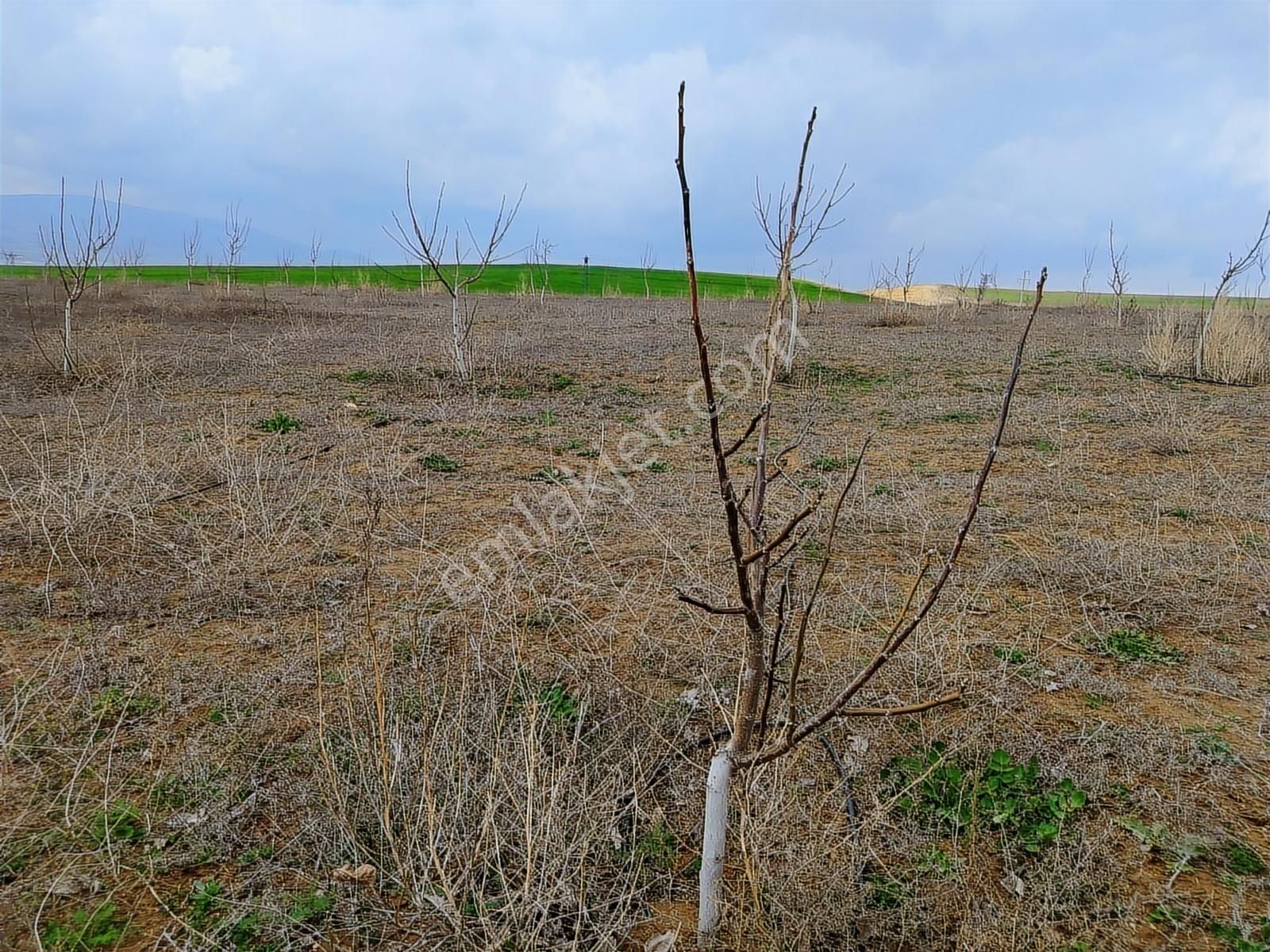 Nokta Emlakta Dönümü 225.000 Tl'ye Yola Sıfır Ceviz Bahçesi - Görsel 35