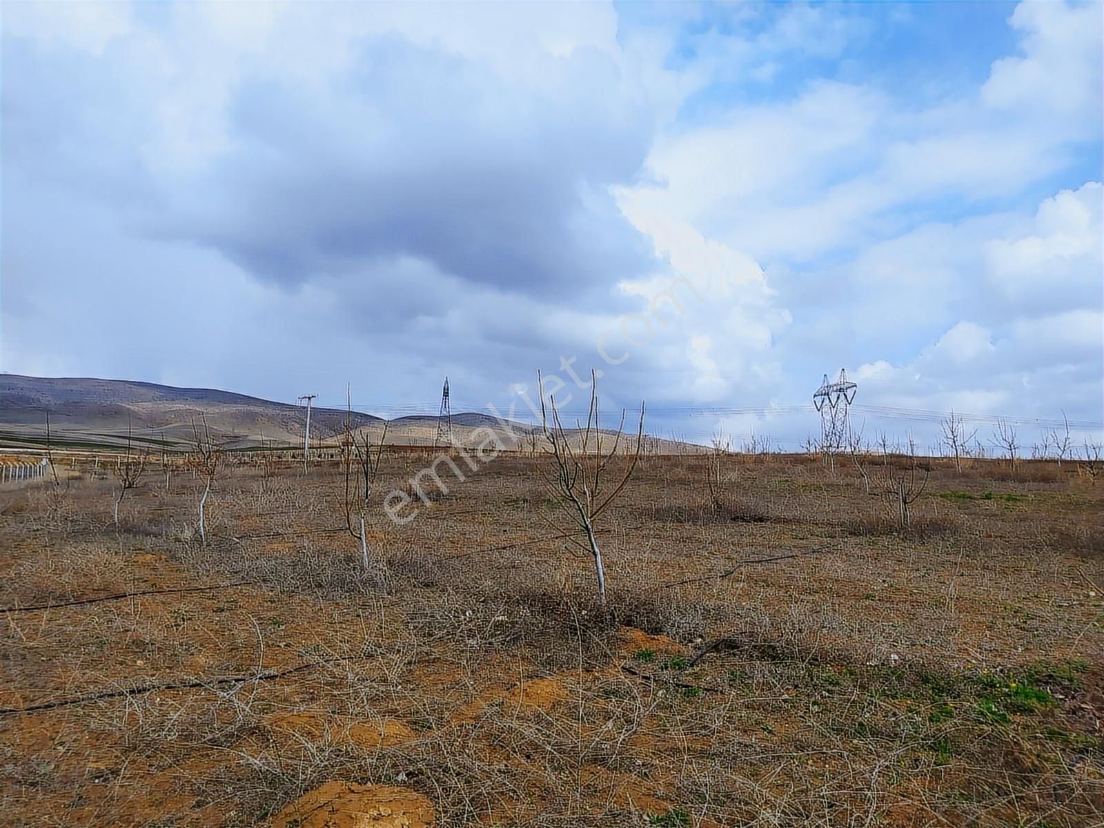 Nokta Emlakta Dönümü 225.000 Tl'ye Yola Sıfır Ceviz Bahçesi - Görsel 8