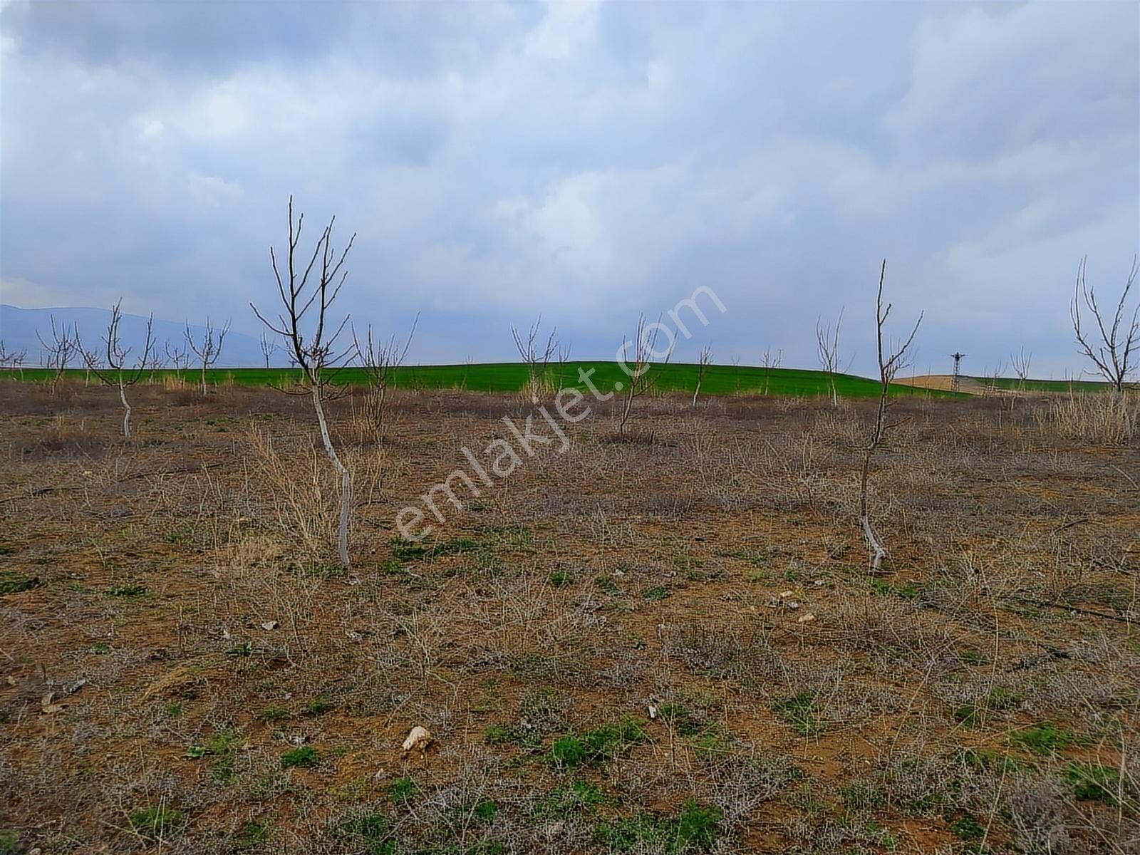 Nokta Emlakta Dönümü 225.000 Tl'ye Yola Sıfır Ceviz Bahçesi - Görsel 4