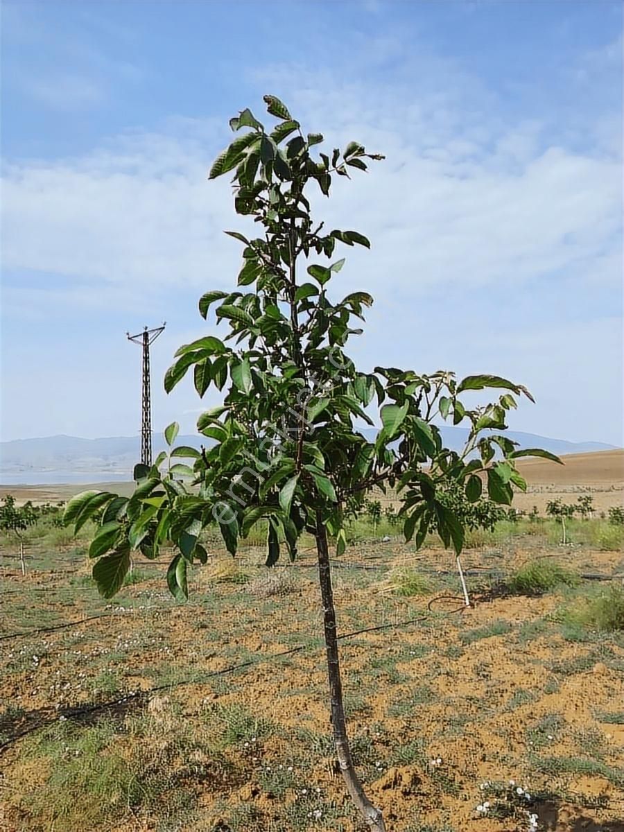 Nokta Emlakta Dönümü 225.000 Tl'ye Yola Sıfır Ceviz Bahçesi - Görsel 11