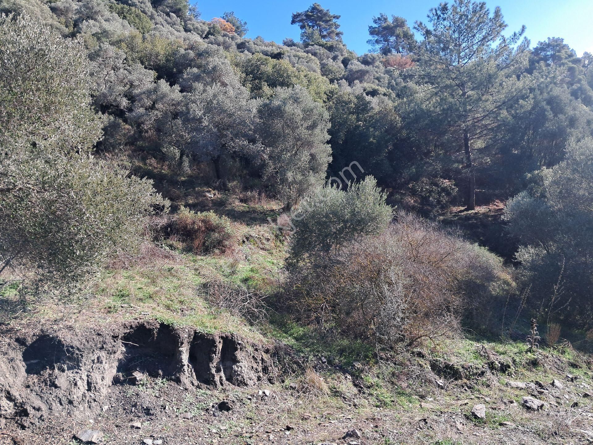 Bayındır Arıkbaşı'nda 2580 M2 Zeytinlik Satılıktır. - Görsel 7