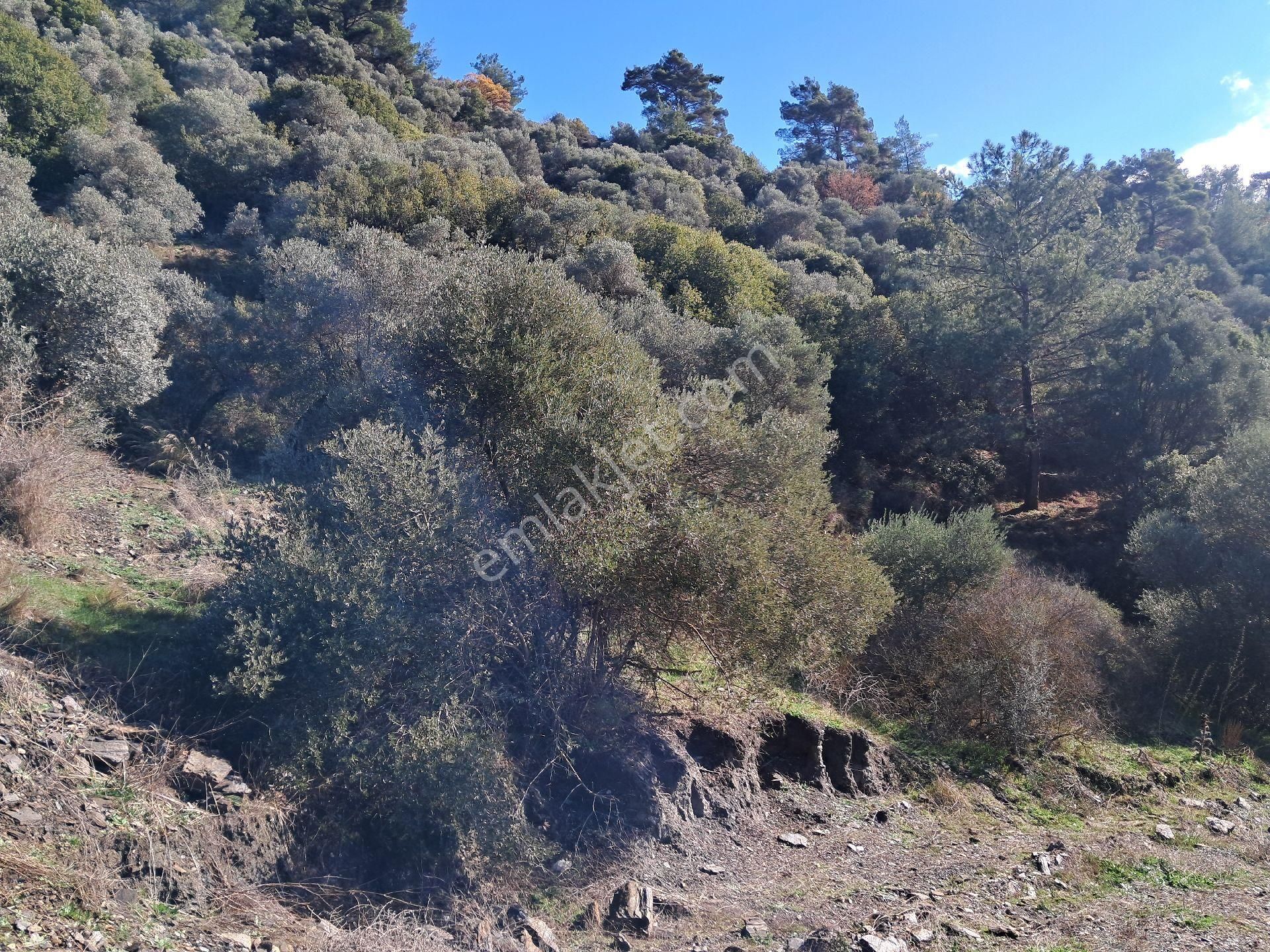 Bayındır Arıkbaşı'nda 2580 M2 Zeytinlik Satılıktır. - Görsel 6