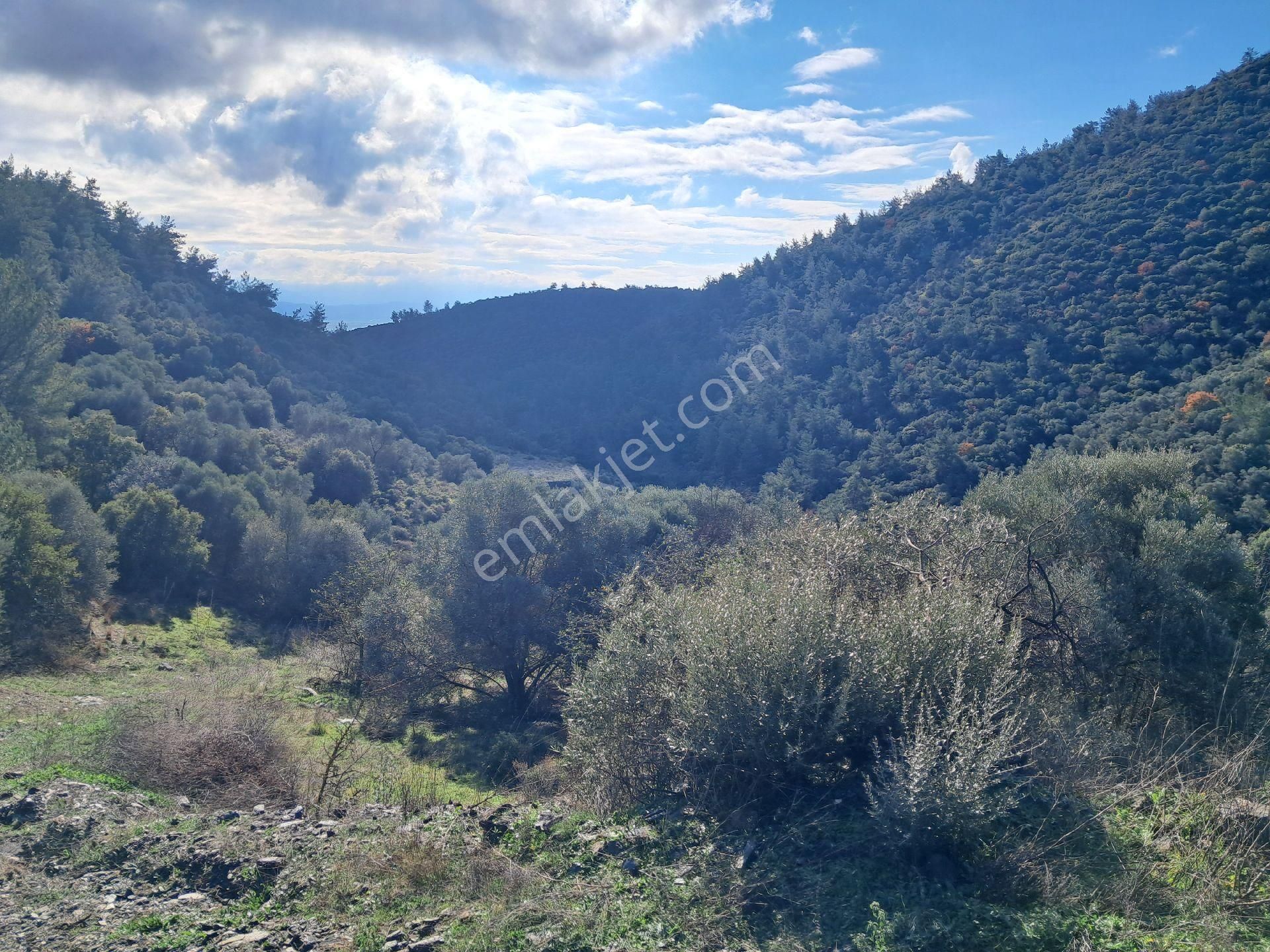 Bayındır Arıkbaşı'nda 2580 M2 Zeytinlik Satılıktır. - Görsel 3