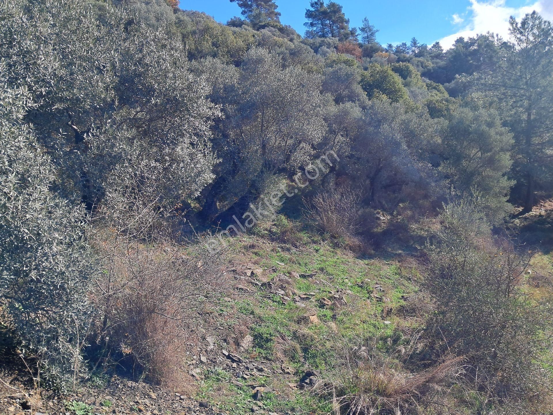 Bayındır Arıkbaşı'nda 2580 M2 Zeytinlik Satılıktır.