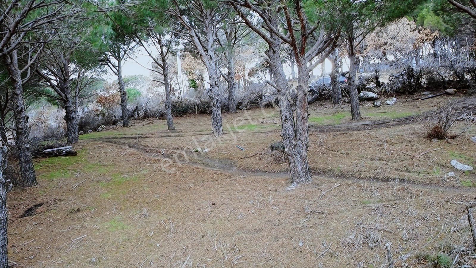 Pinus Gayrimenkulden//kozak Güneşli'de Yola Cepheli Fıstıklık - Görsel 19