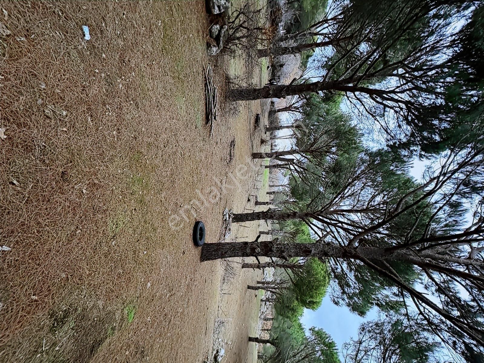 Pinus Gayrimenkulden//kozak Güneşli'de Yola Cepheli Fıstıklık - Görsel 14