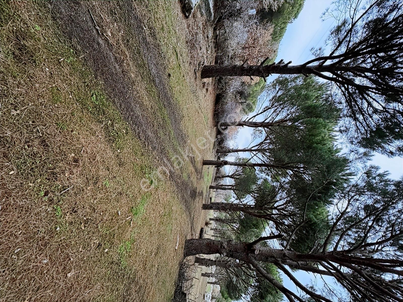 Pinus Gayrimenkulden//kozak Güneşli'de Yola Cepheli Fıstıklık - Görsel 8