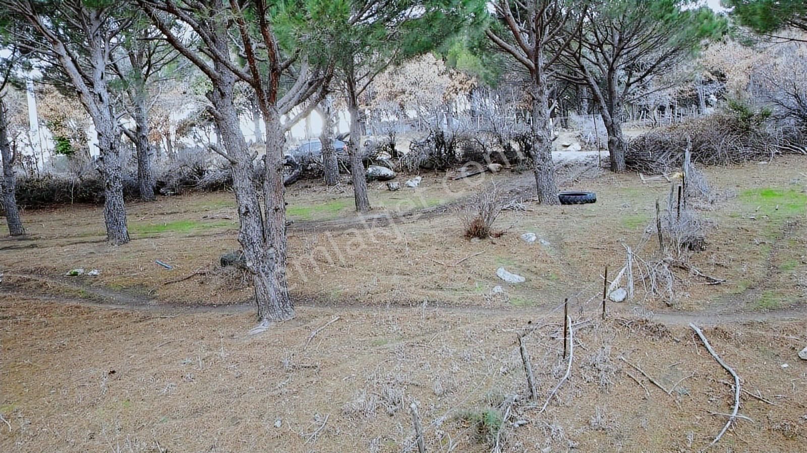 Pinus Gayrimenkulden//kozak Güneşli'de Yola Cepheli Fıstıklık - Görsel 11