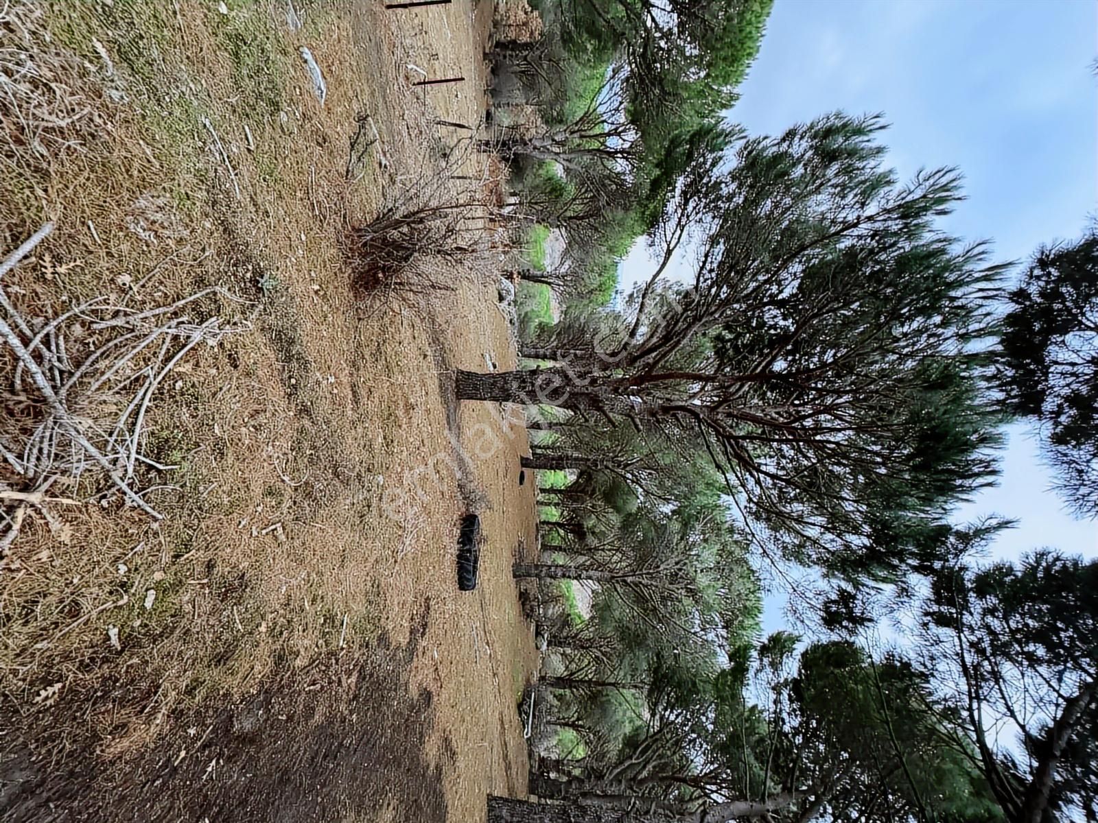 Pinus Gayrimenkulden//kozak Güneşli'de Yola Cepheli Fıstıklık - Görsel 21