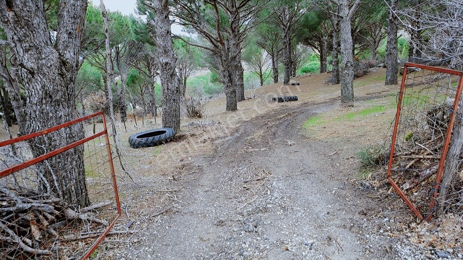 Pinus Gayrimenkulden//kozak Güneşli'de Yola Cepheli Fıstıklık - Görsel 19