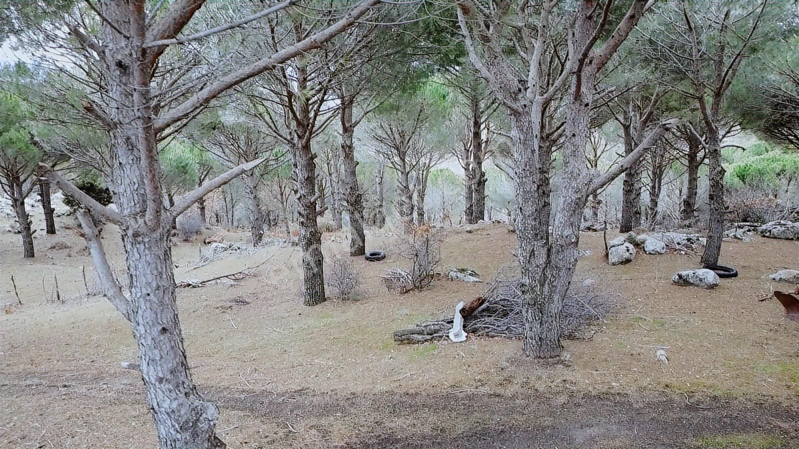 Pinus Gayrimenkulden//kozak Güneşli'de Yola Cepheli Fıstıklık - Görsel 3