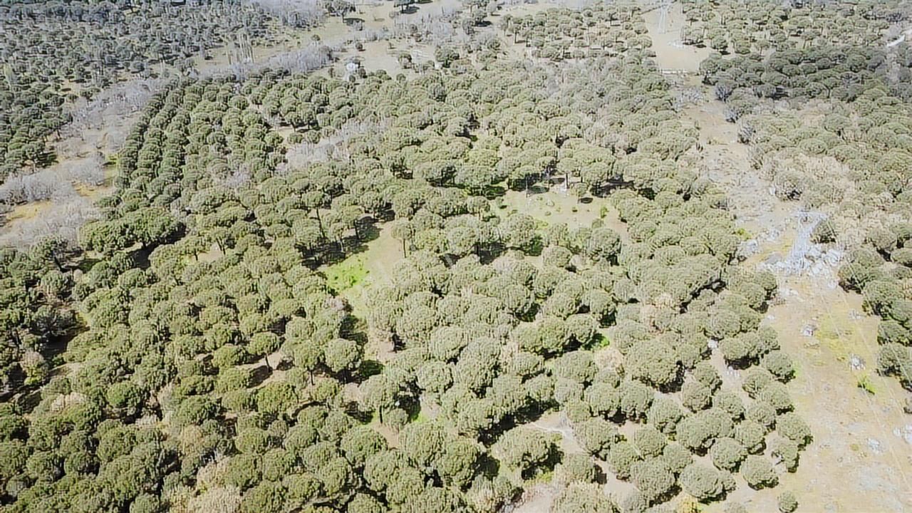 Pinus Gayrimenkul'den//kozak Karaveliler'de 12.257 M² Fıstıklık - Görsel 12