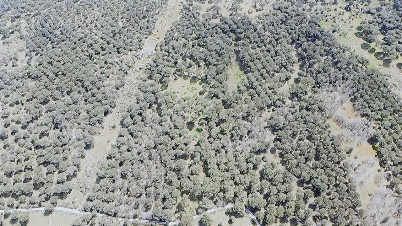 Pinus Gayrimenkul'den//kozak Karaveliler'de 12.257 M² Fıstıklık - Görsel 3