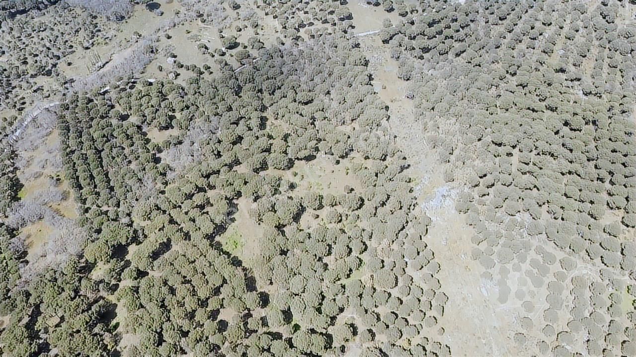 Pinus Gayrimenkul'den//kozak Karaveliler'de 12.257 M² Fıstıklık - Görsel 14