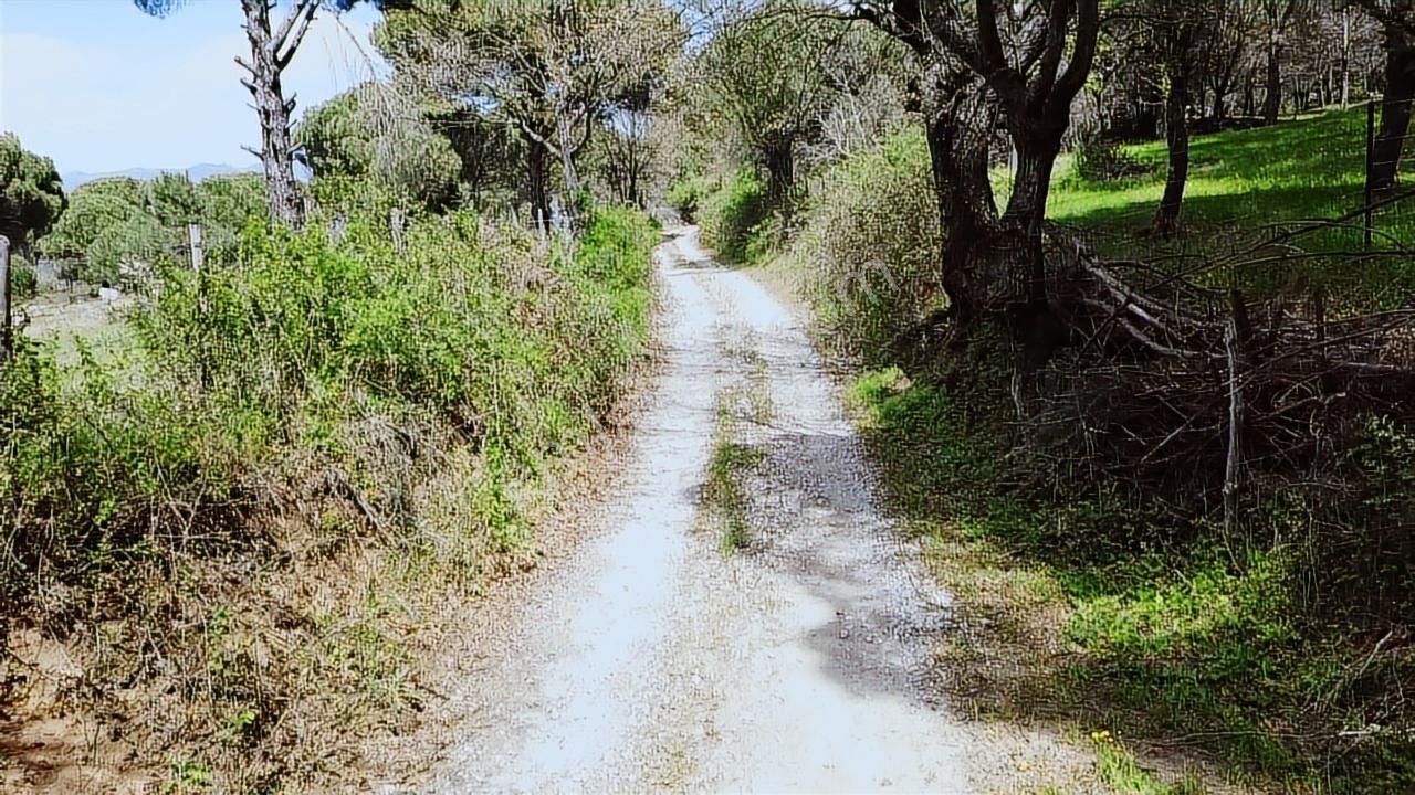 Pinus Gayrimenkul'den//kozak Karaveliler'de 12.257 M² Fıstıklık - Görsel 6