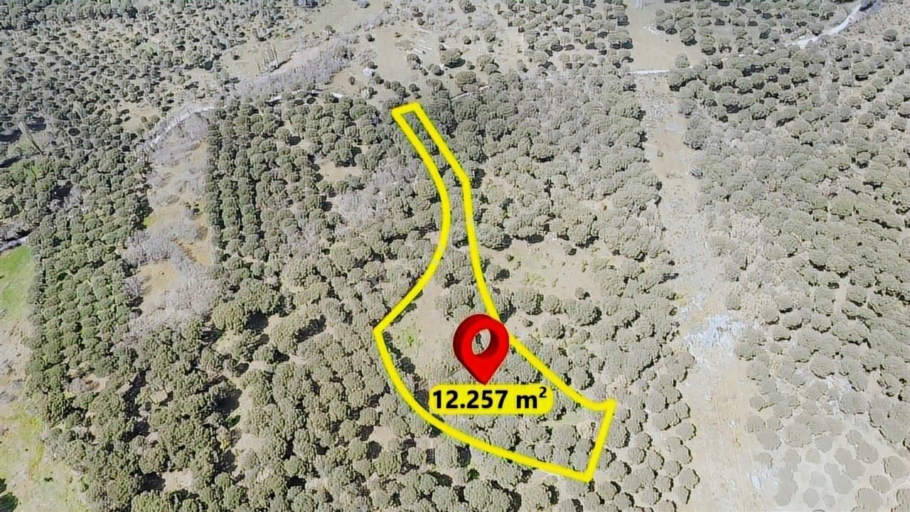 Pinus Gayrimenkul'den//kozak Karaveliler'de 12.257 M² Fıstıklık - Görsel 10