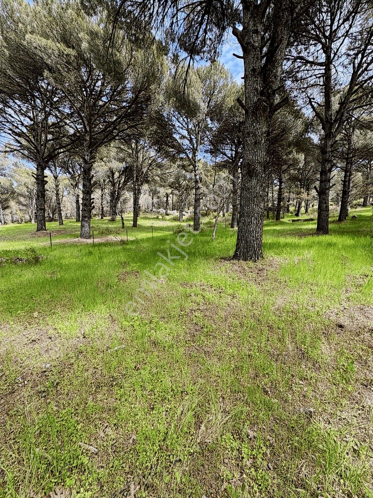 Pinus Gayrimenkul'den//kozak Karaveliler'de 12.257 M² Fıstıklık - Görsel 4