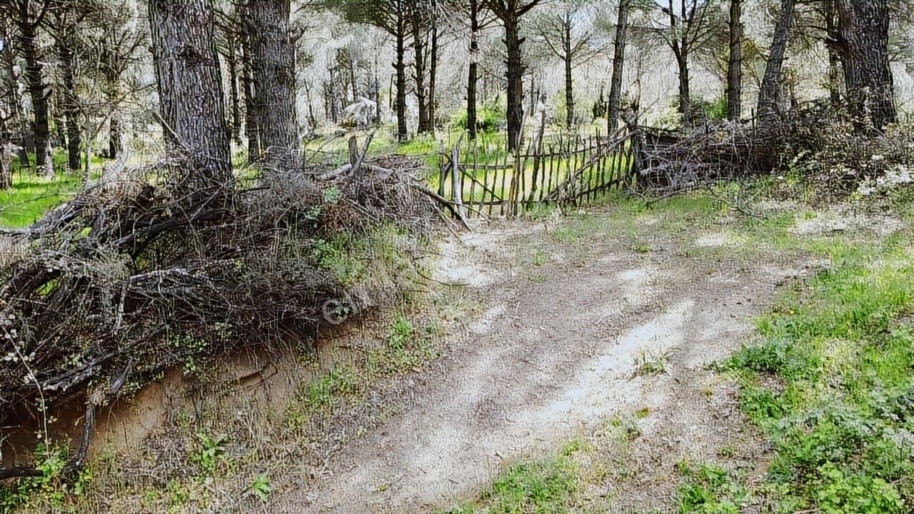 Pinus Gayrimenkul'den//kozak Karaveliler'de 12.257 M² Fıstıklık - Görsel 9