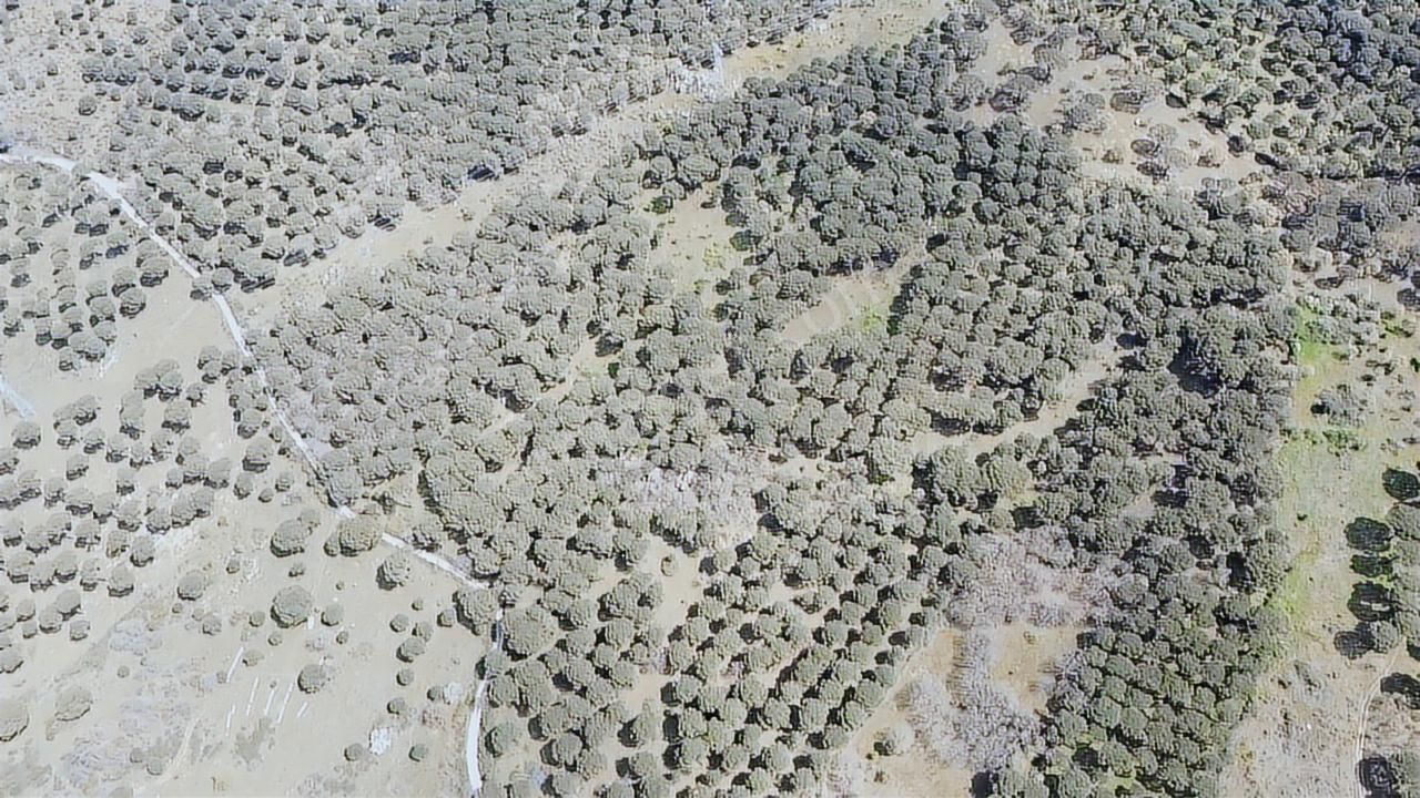 Pinus Gayrimenkul'den//kozak Karaveliler'de 12.257 M² Fıstıklık - Görsel 7