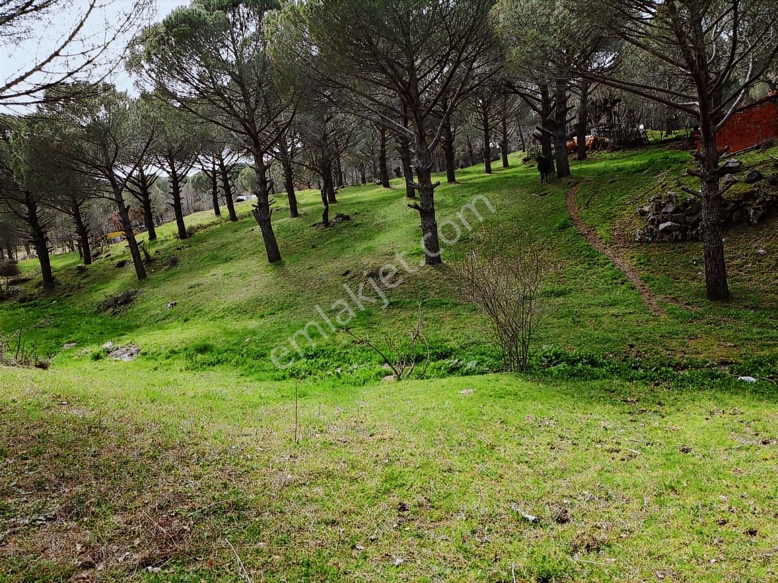 Pinus Gayrimenkul'den // Kozak Yaylası'nda 8.419 M² Fıstıklık - Görsel 15