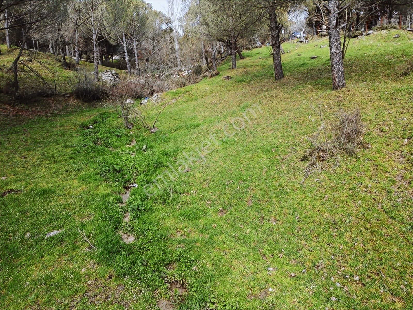 Pinus Gayrimenkul'den // Kozak Yaylası'nda 8.419 M² Fıstıklık - Görsel 27