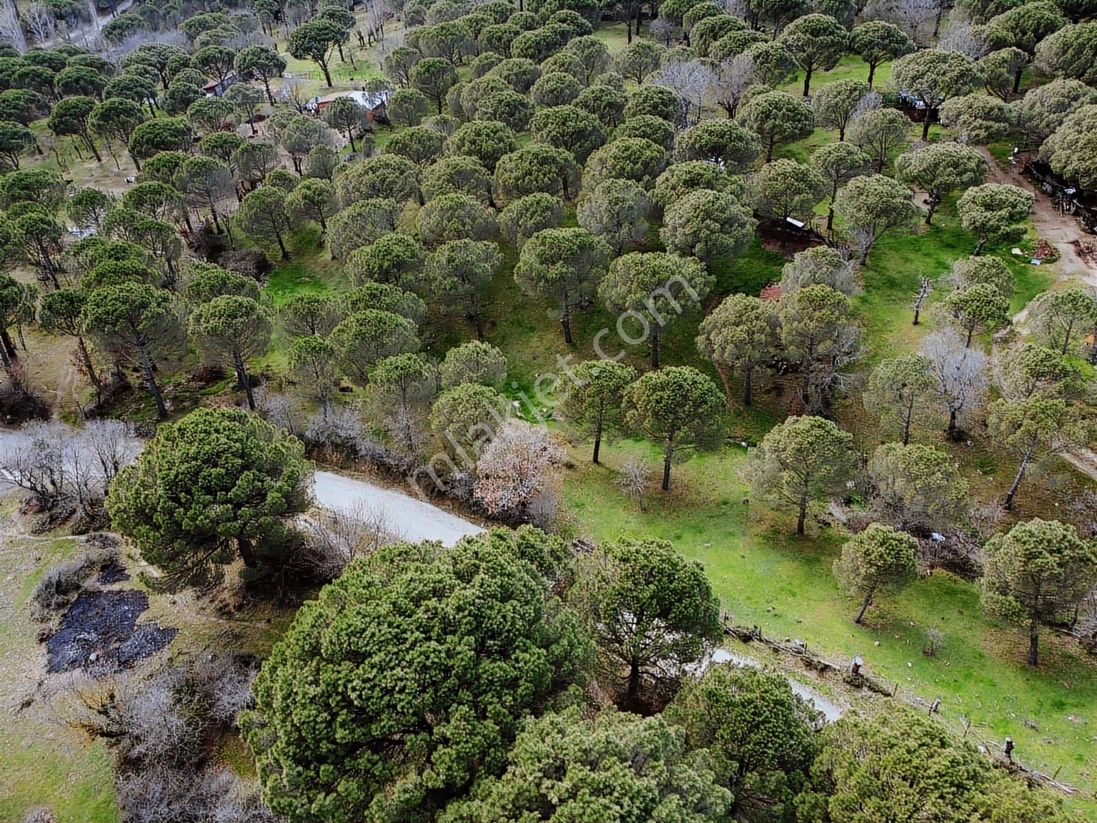 Pinus Gayrimenkul'den // Kozak Yaylası'nda 8.419 M² Fıstıklık - Görsel 11
