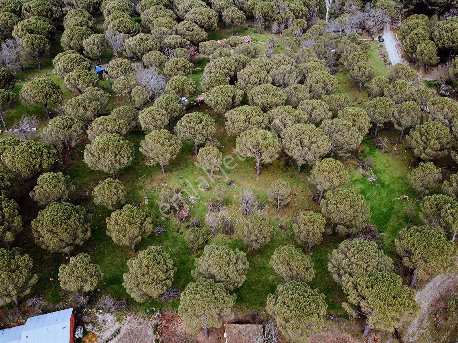 Pinus Gayrimenkul'den // Kozak Yaylası'nda 8.419 M² Fıstıklık - Görsel 15