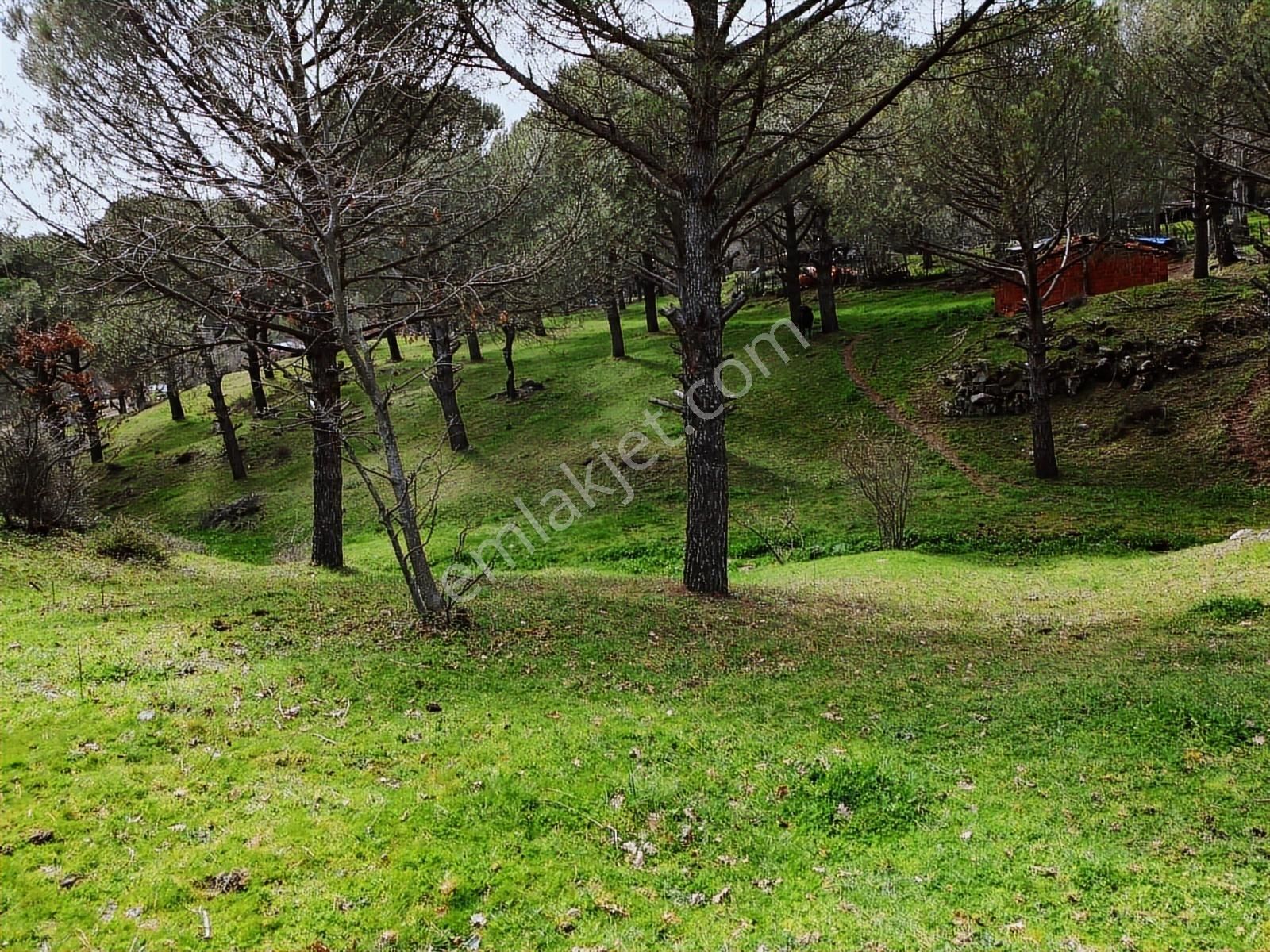 Pinus Gayrimenkul'den // Kozak Yaylası'nda 8.419 M² Fıstıklık - Görsel 17